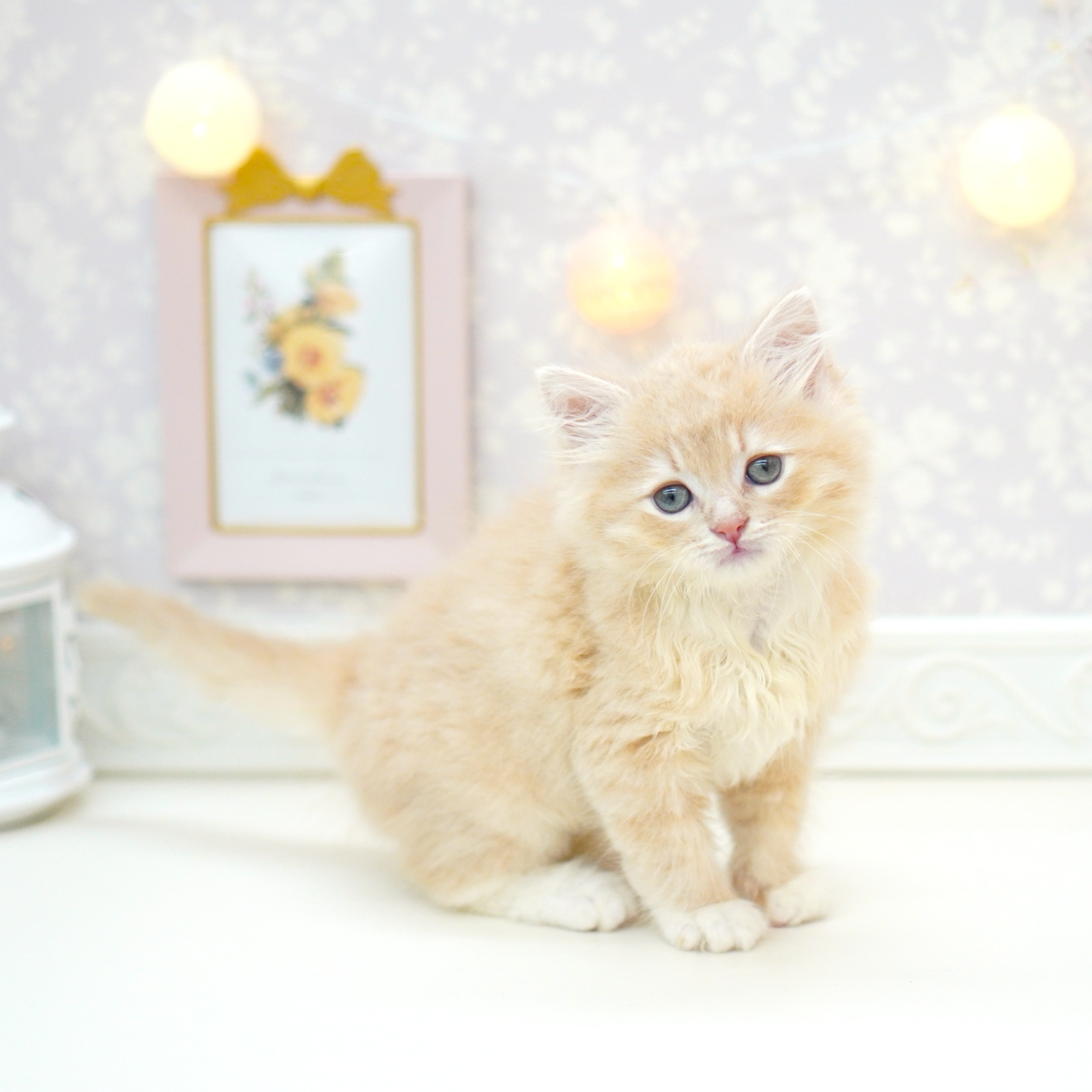 富山県のラガマフィン (犬の家＆猫の里富山店/2025年6月19日生まれ/男の子/クリームタビー)の子猫の3枚目の画像