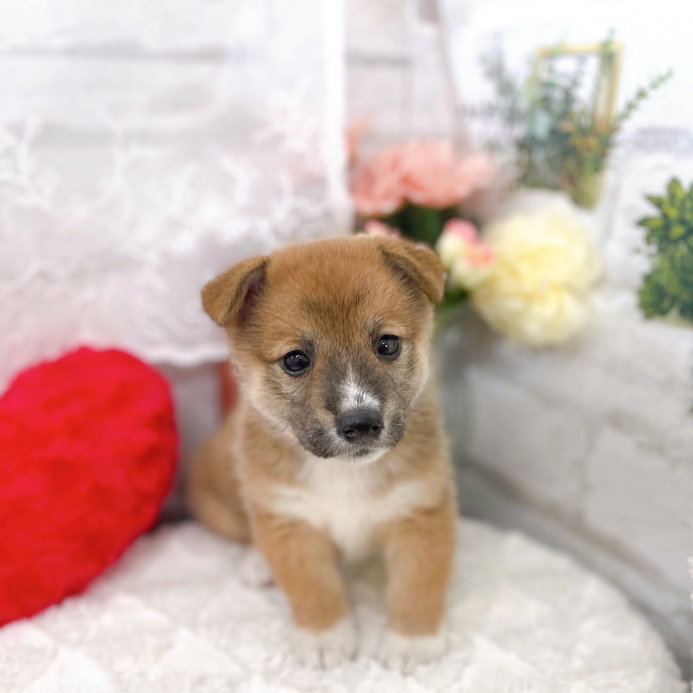 京都府のハーフ犬・ミックス犬 (犬の家＆猫の里京都樟葉店/2025年6月20日生まれ/女の子/レッド)の子犬の1枚目の画像