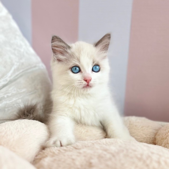 岡山県のラグドール (犬の家＆猫の里倉敷中庄店/2025年6月18日生まれ/男の子/ブルーポイントバイカラー)の子猫の3枚目の画像