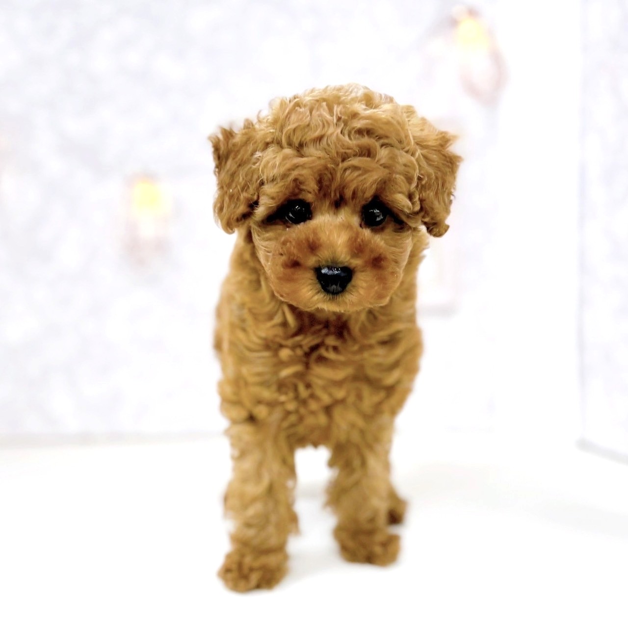 富山県のトイプードル(トイ) (犬の家＆猫の里アミーゴ高岡蓮花寺店/2025年6月15日生まれ/女の子/レッド)の子犬の3枚目の画像