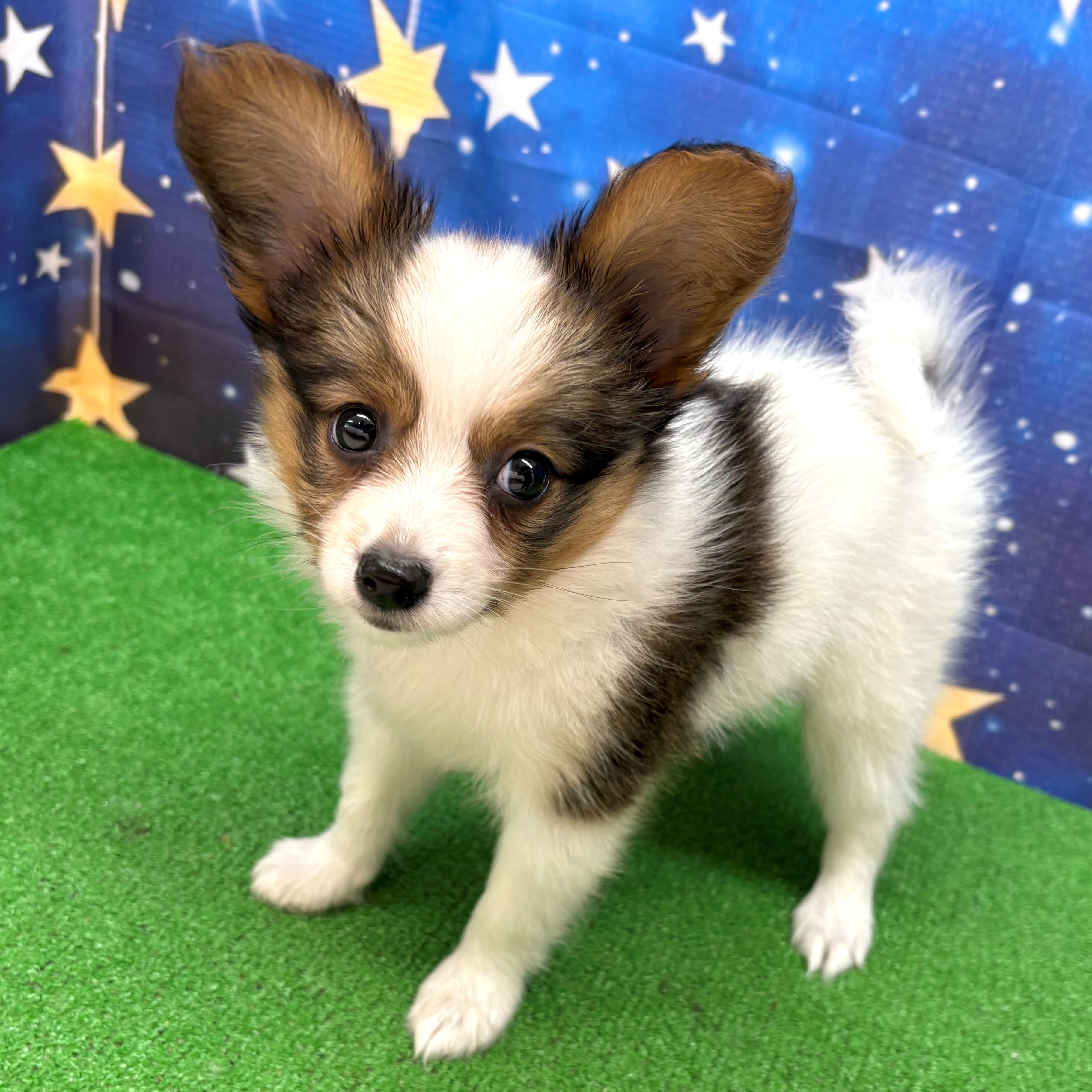 愛知県のパピヨン (犬の家＆猫の里名古屋天白店/2025年6月22日生まれ/女の子/ブラウンホワイト)の子犬の3枚目の画像