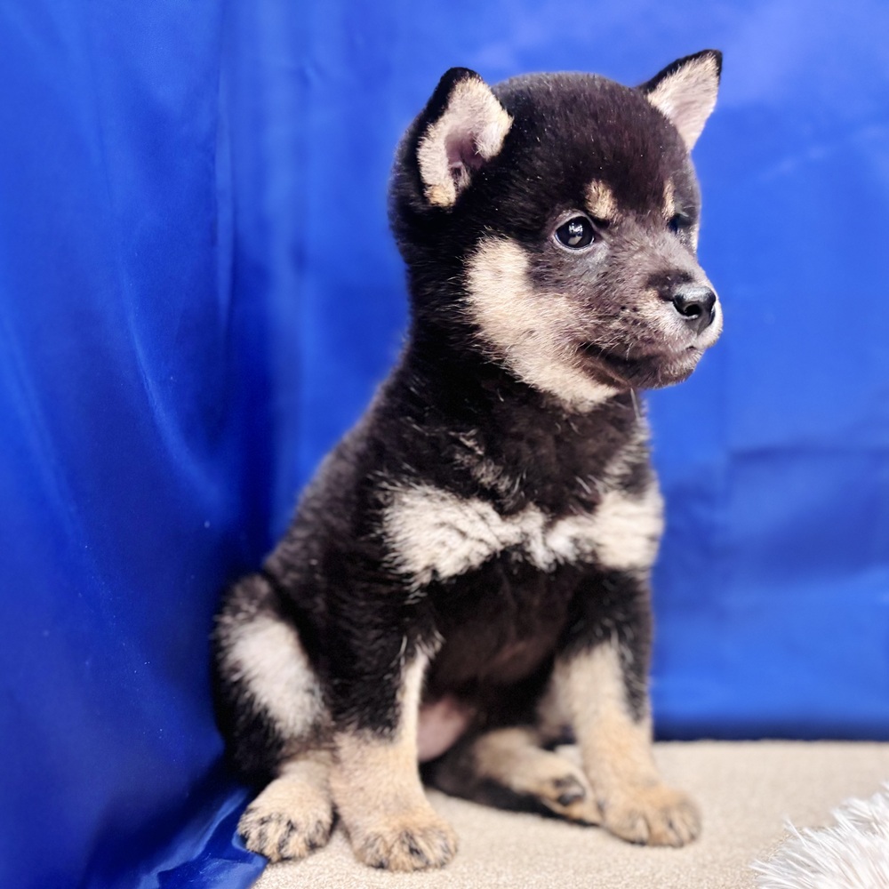 岐阜県の豆柴 (犬の家＆猫の里中津川店/2025年6月16日生まれ/女の子/黒)の子犬の3枚目の画像