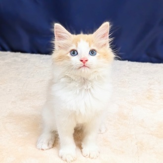 愛知県のノルウェージャンフォレストキャット (犬の家＆猫の里一宮店/2025年6月18日生まれ/男の子/クリームタビーホワイト)の子猫の3枚目の画像