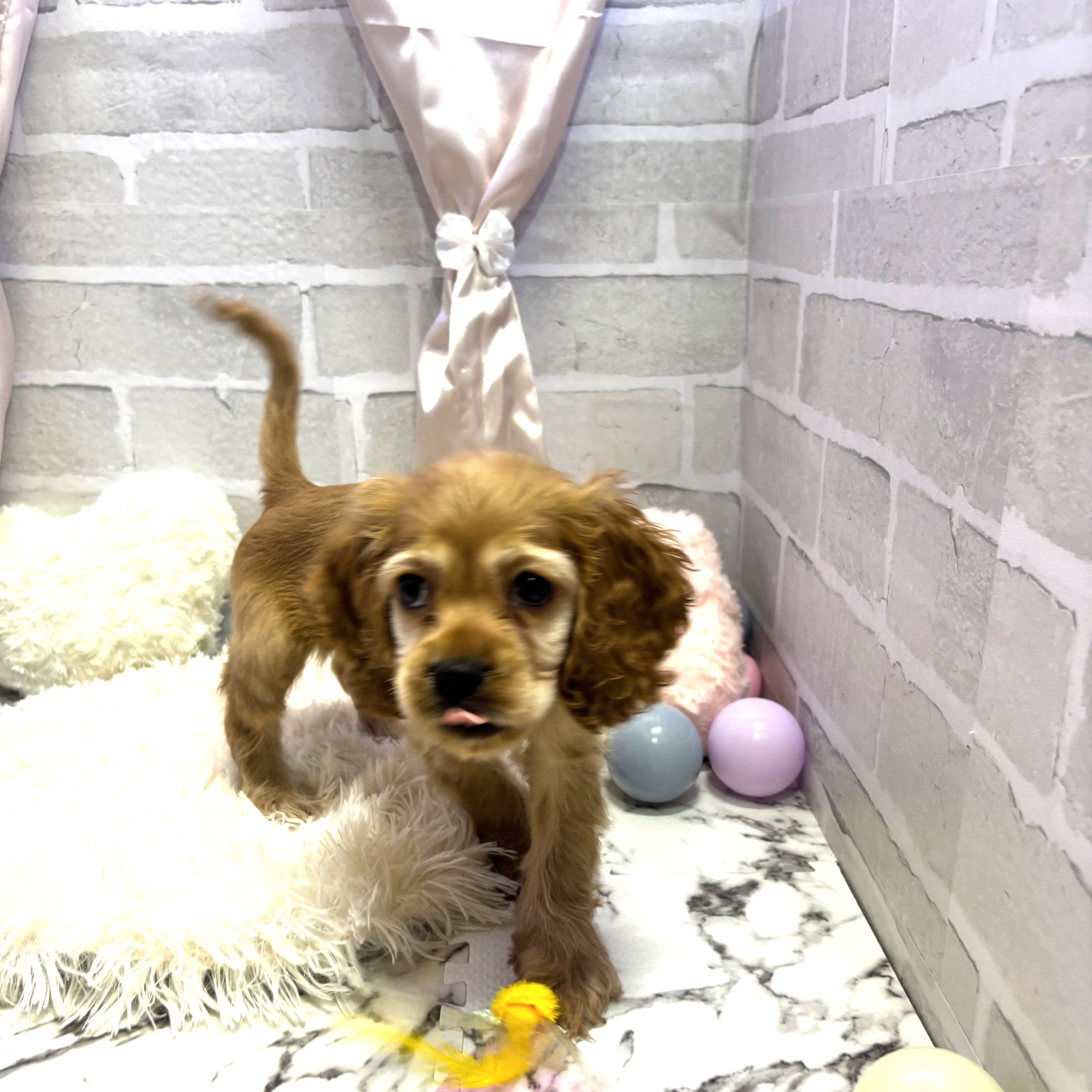 愛知県のアメリカンコッカースパニエル (犬の家＆猫の里岡崎店/2025年6月20日生まれ/女の子/バフ)の子犬の3枚目の画像