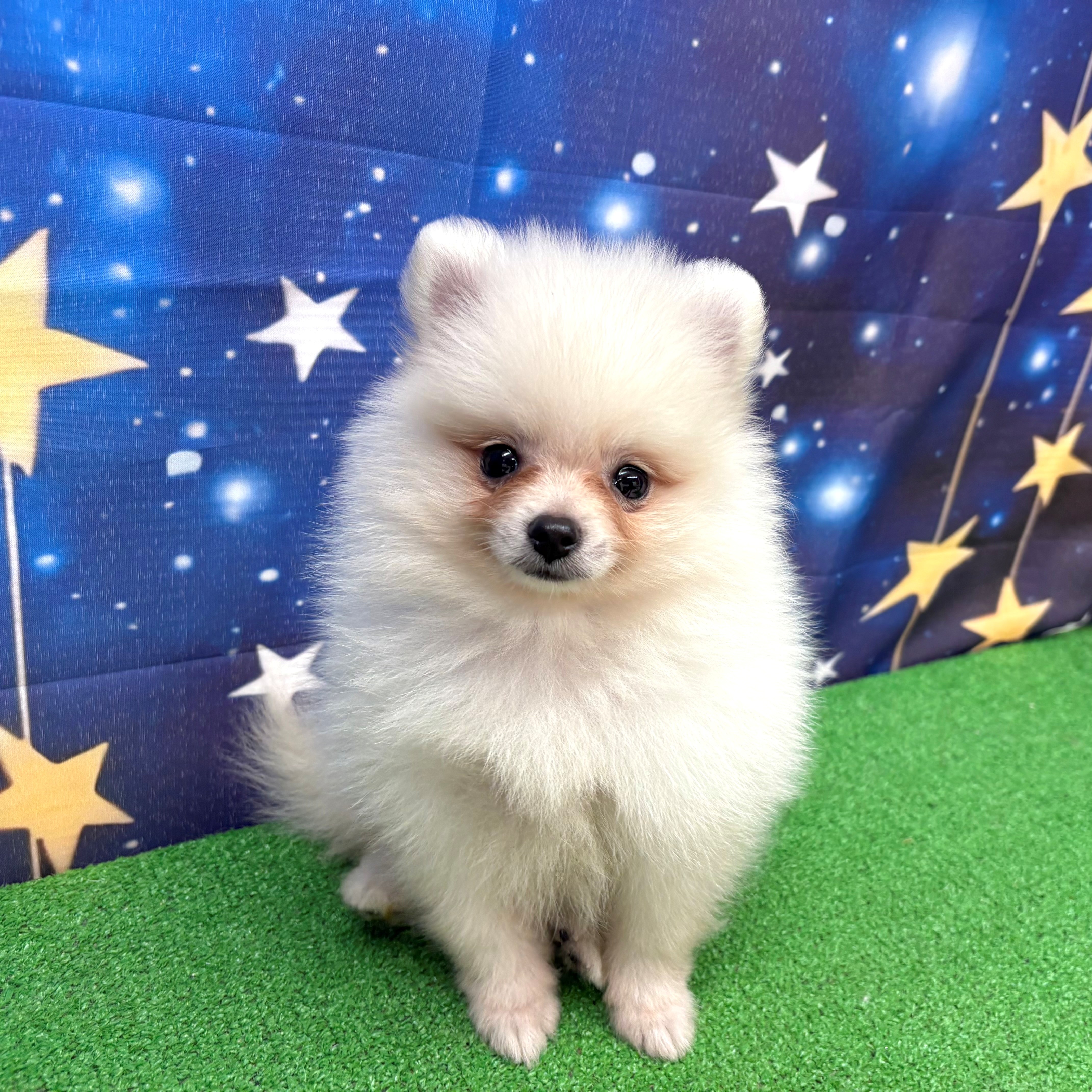 愛知県のポメラニアン (犬の家＆猫の里名古屋天白店/2025年6月21日生まれ/男の子/クリーム)の子犬の3枚目の画像