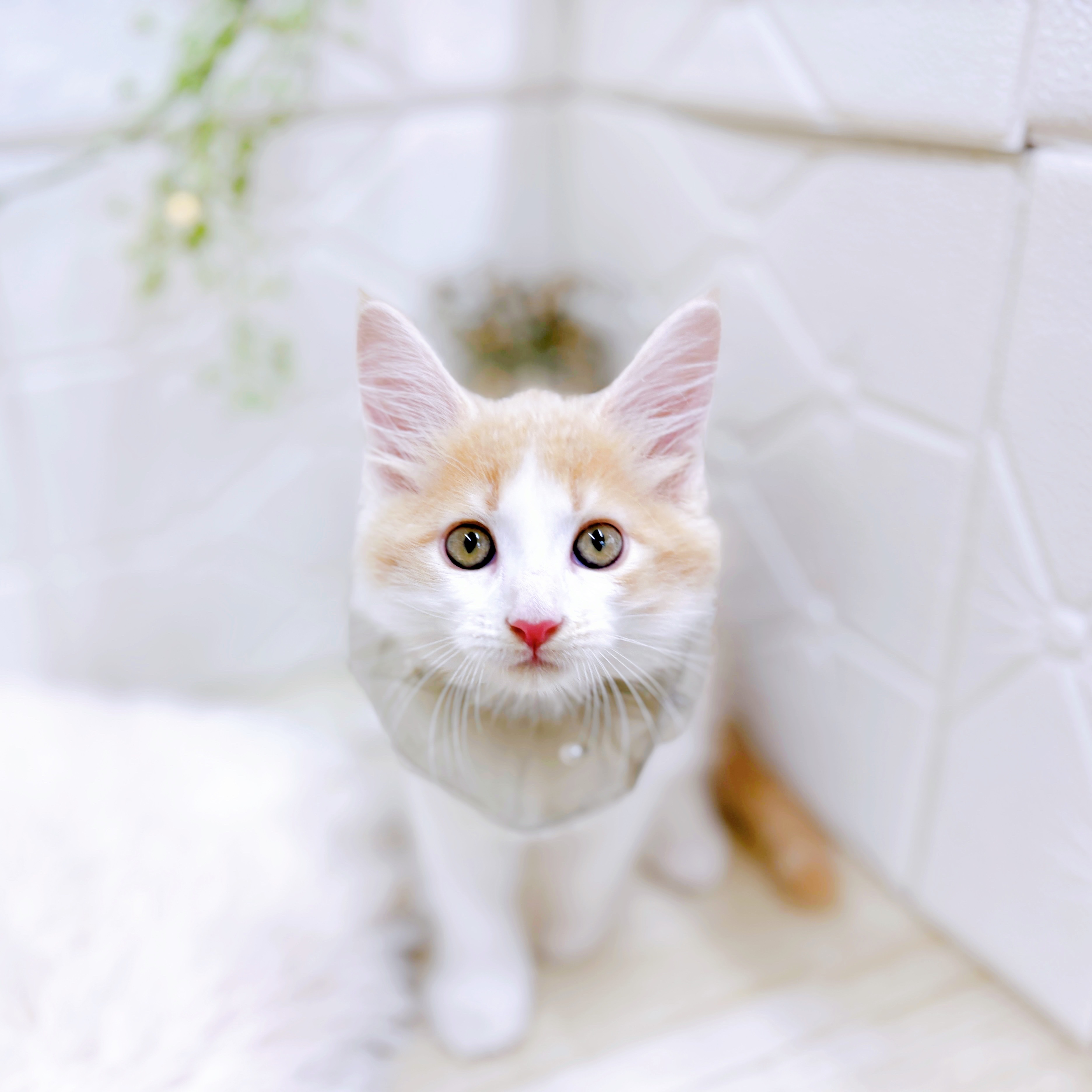 福井県のメインクーン (犬の家＆猫の里アミーゴ福井店/2025年6月22日生まれ/男の子/クリームタビーホワイト)の子猫の3枚目の画像