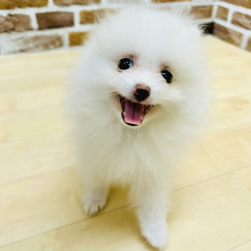 愛知県のポメラニアン (犬の家＆猫の里七宝店/2025年6月12日生まれ/男の子/ホワイト)の子犬の3枚目の画像