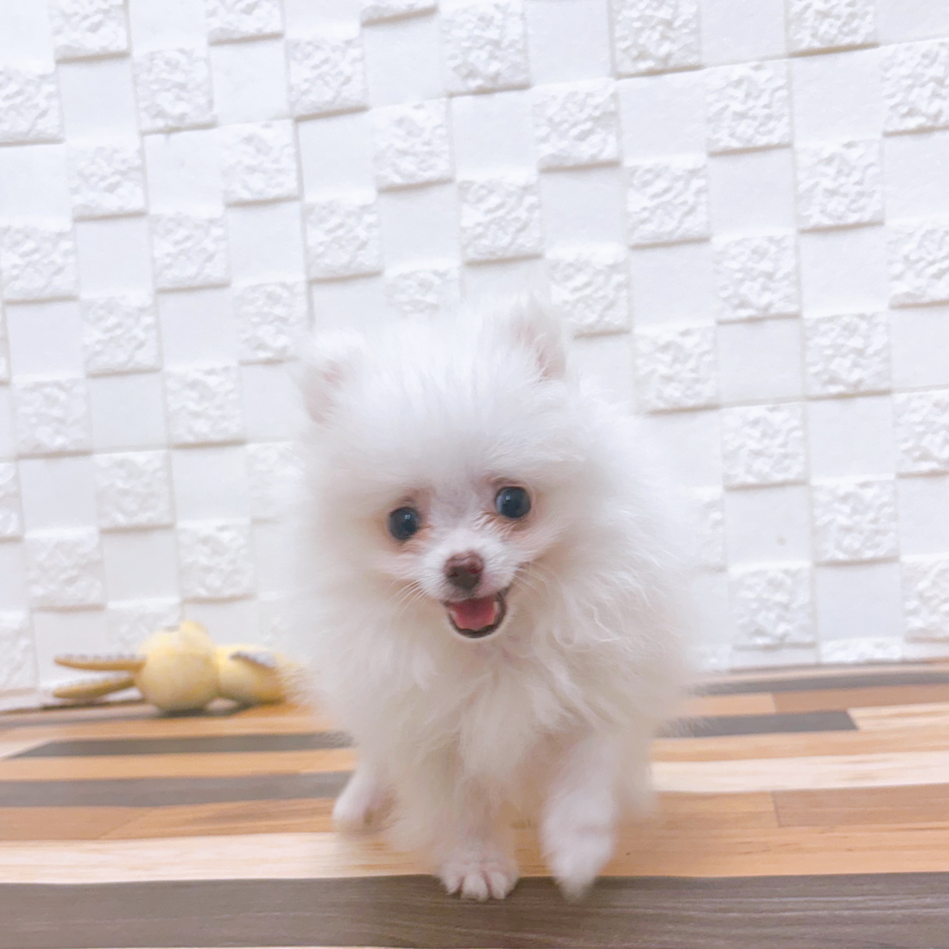 兵庫県のポメラニアン (犬の家＆猫の里尼崎店/2025年6月12日生まれ/男の子/ホワイト)の子犬の3枚目の画像