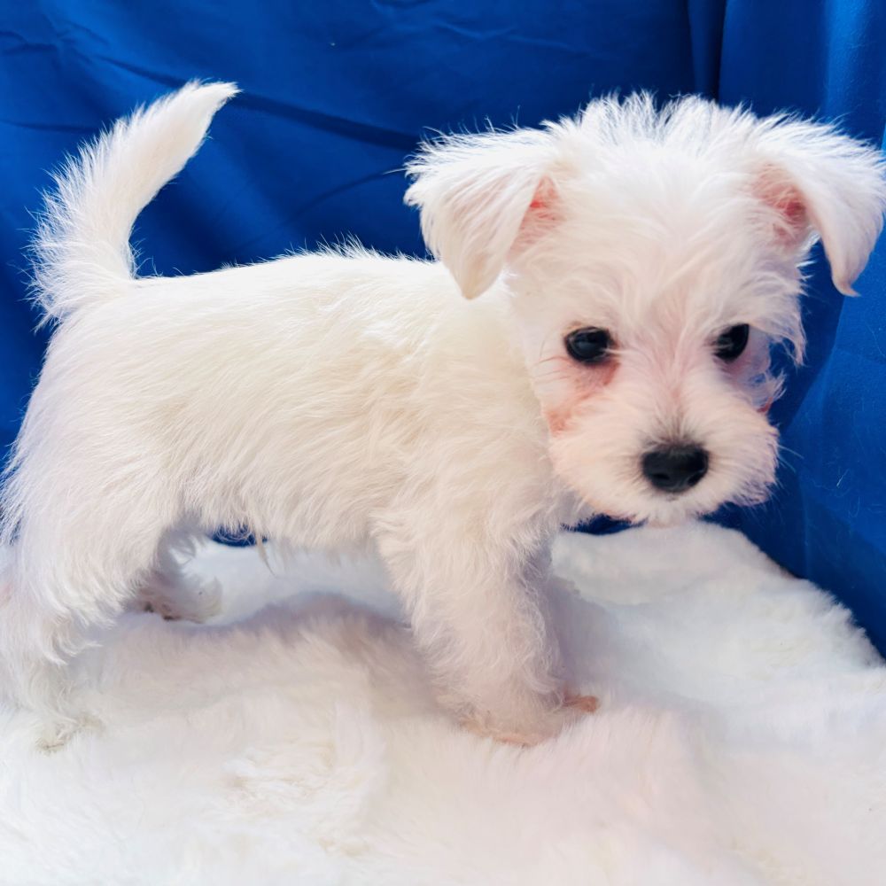 愛知県のハーフ犬・ミックス犬 (犬の家＆猫の里愛知刈谷店/2025年6月22日生まれ/男の子/ホワイト)の子犬の3枚目の画像