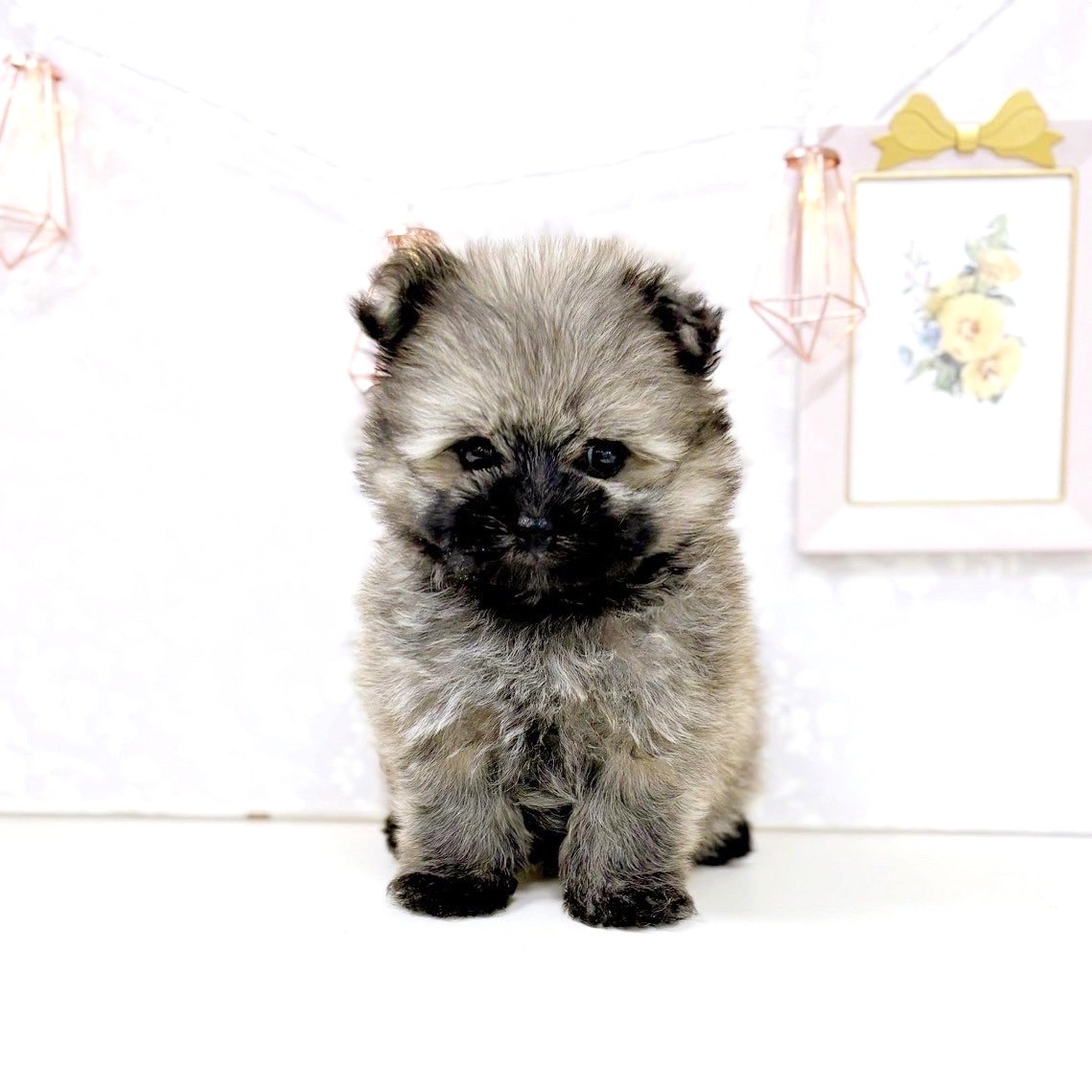 富山県のポメマル/マルポメ(ポメラニアン×マルチーズ) (犬の家＆猫の里アミーゴ高岡蓮花寺店/2025年6月22日生まれ/女の子/オレンジ)の子犬の1枚目の画像