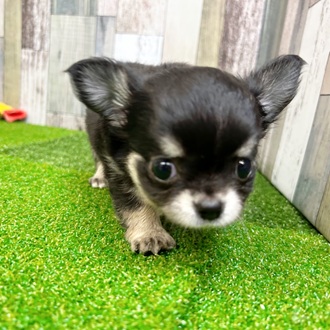 静岡県のチワワ(ロング) (犬の家＆猫の里マークイズ静岡店/2025年6月24日生まれ/男の子/ブラックタンホワイト)の子犬の3枚目の画像