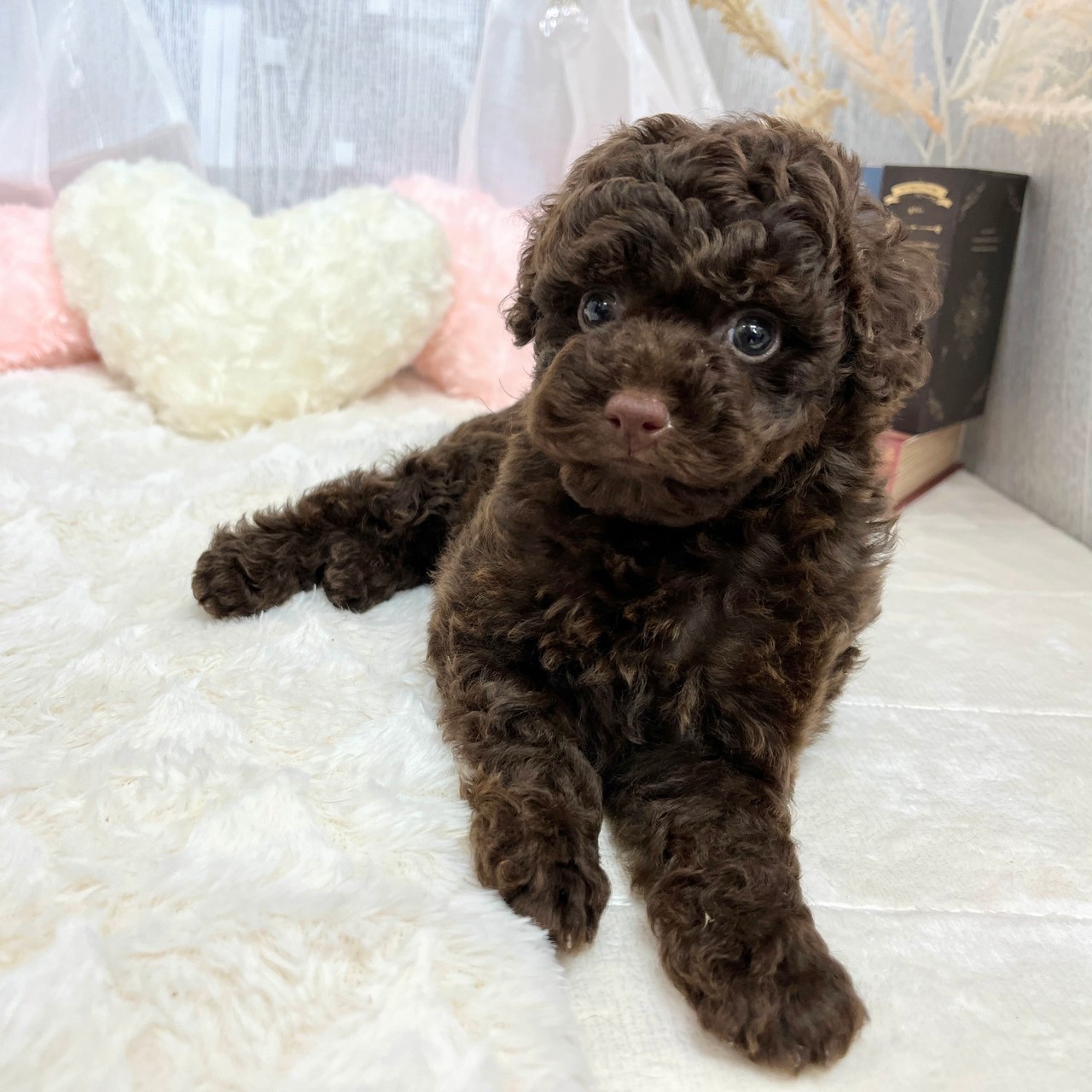 神奈川県のトイプードル(トイ) (犬の家＆猫の里相模原店/2025年6月20日生まれ/女の子/ブラウン)の子犬の3枚目の画像