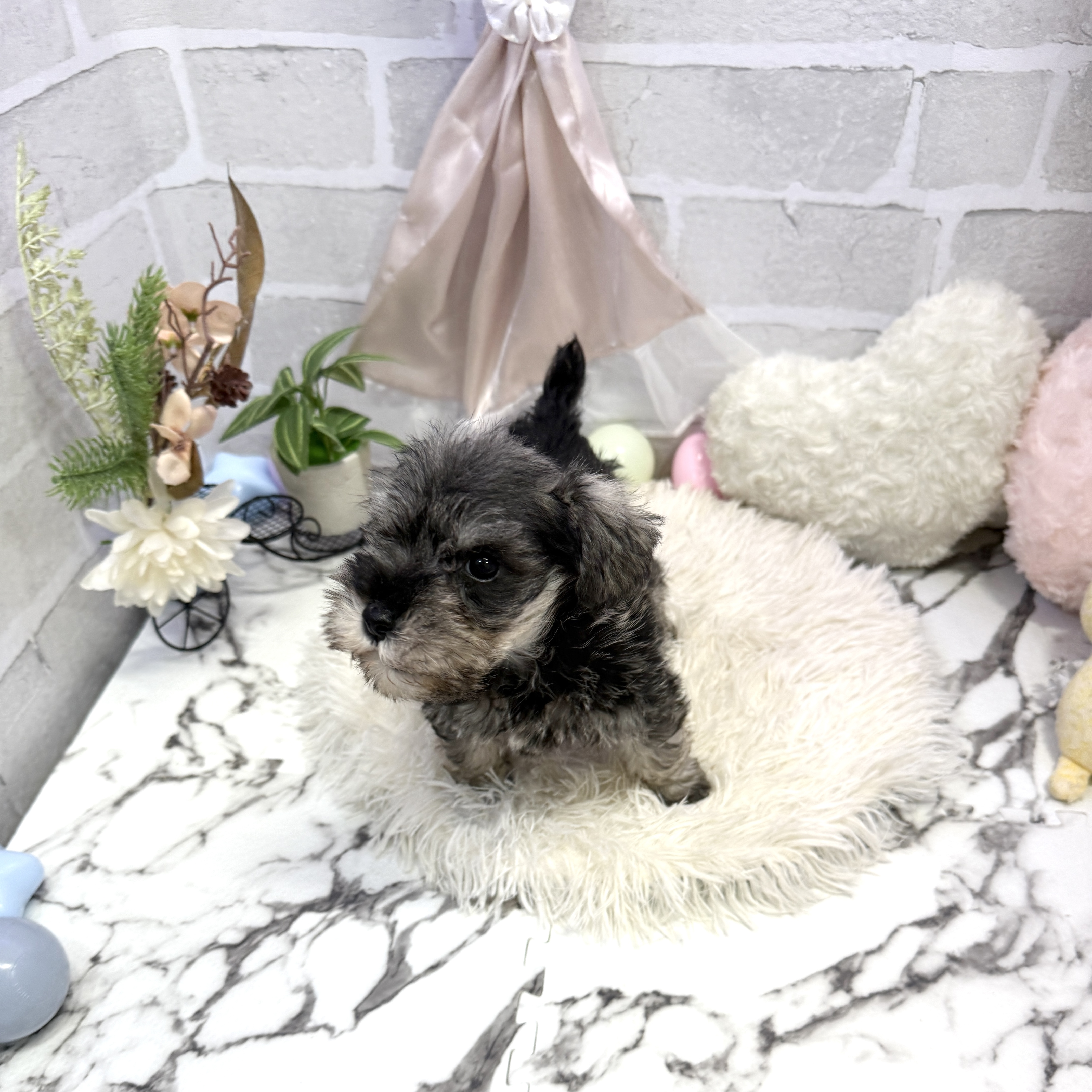 愛知県のミニチュアシュナウザー (犬の家＆猫の里岡崎店/2025年6月18日生まれ/男の子/ソルトペッパー)の子犬の3枚目の画像