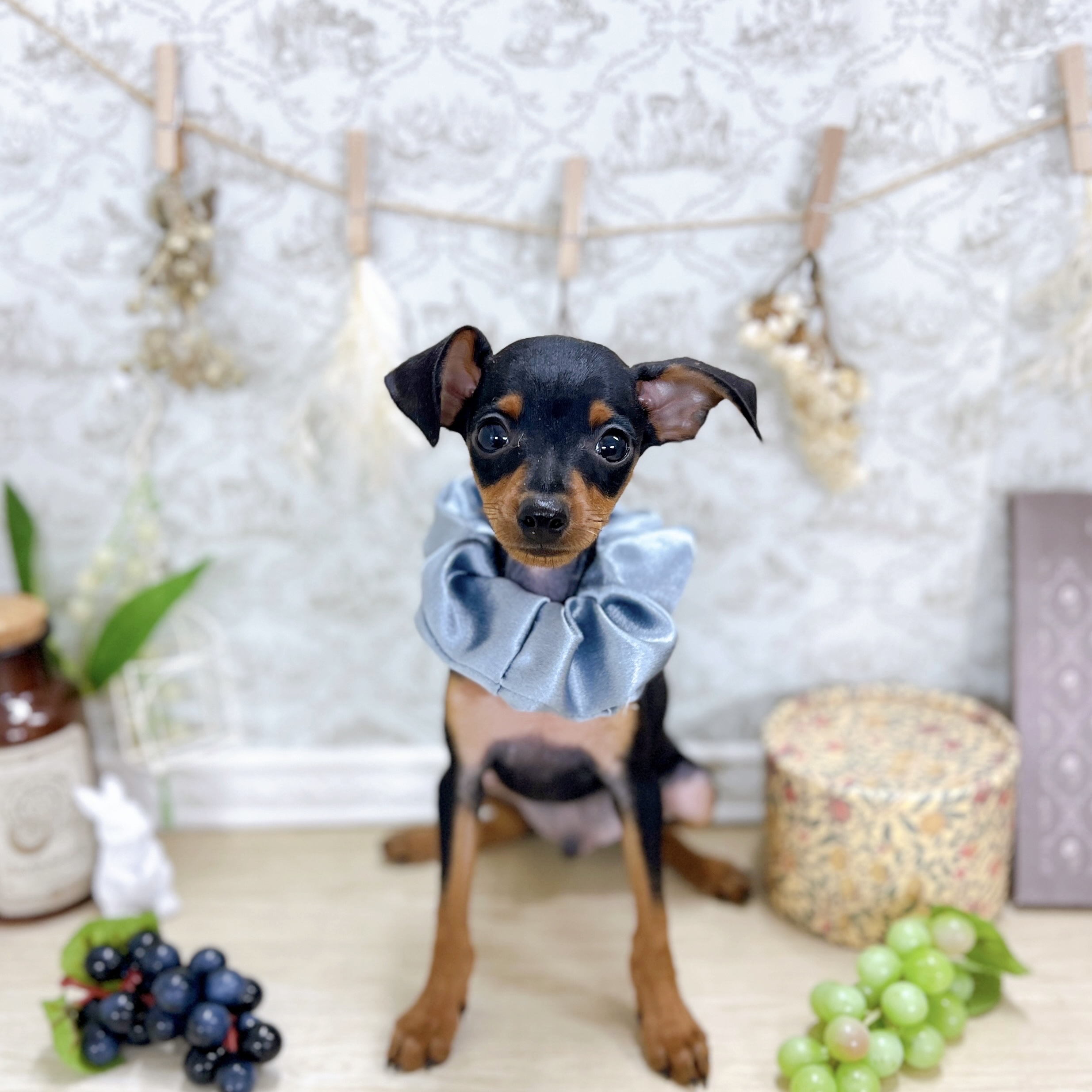 福井県のミニチュアピンシャー (犬の家＆猫の里アミーゴ福井大和田店/2025年6月23日生まれ/男の子/ブラックタン)の子犬の3枚目の画像
