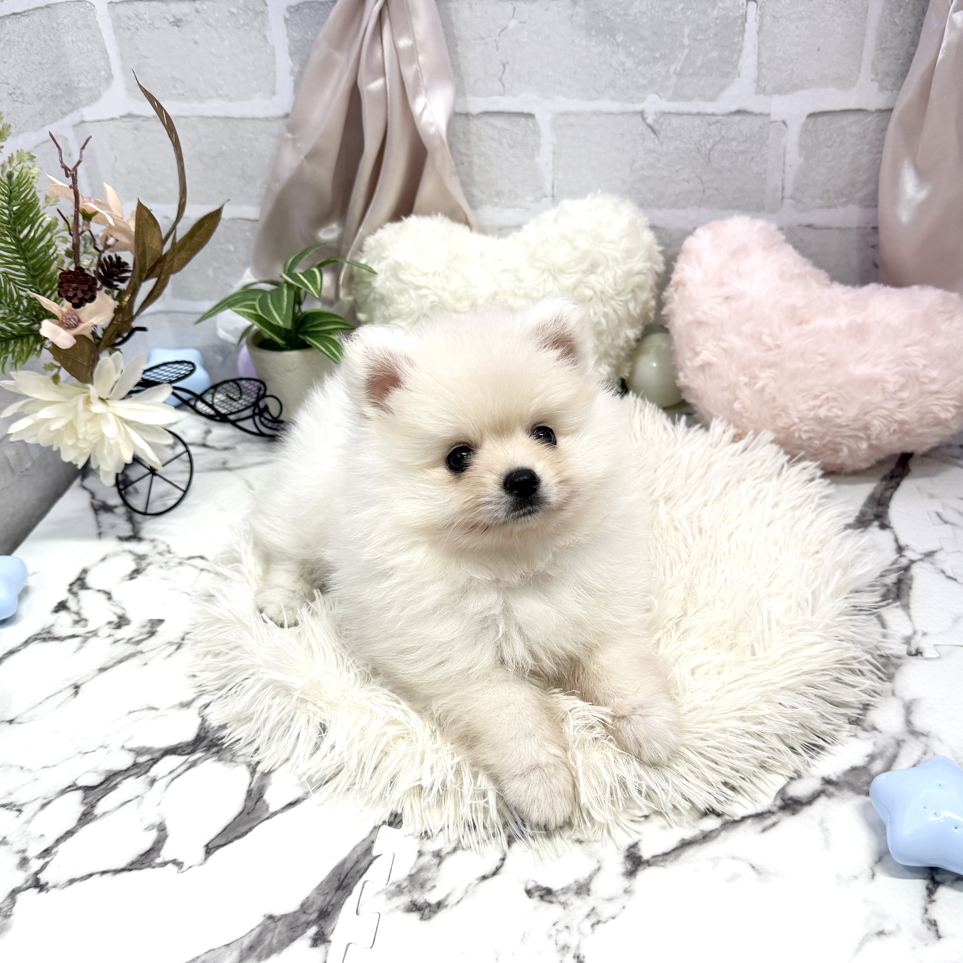 愛知県のポメラニアン (犬の家＆猫の里岡崎店/2025年6月22日生まれ/女の子/クリーム)の子犬の3枚目の画像