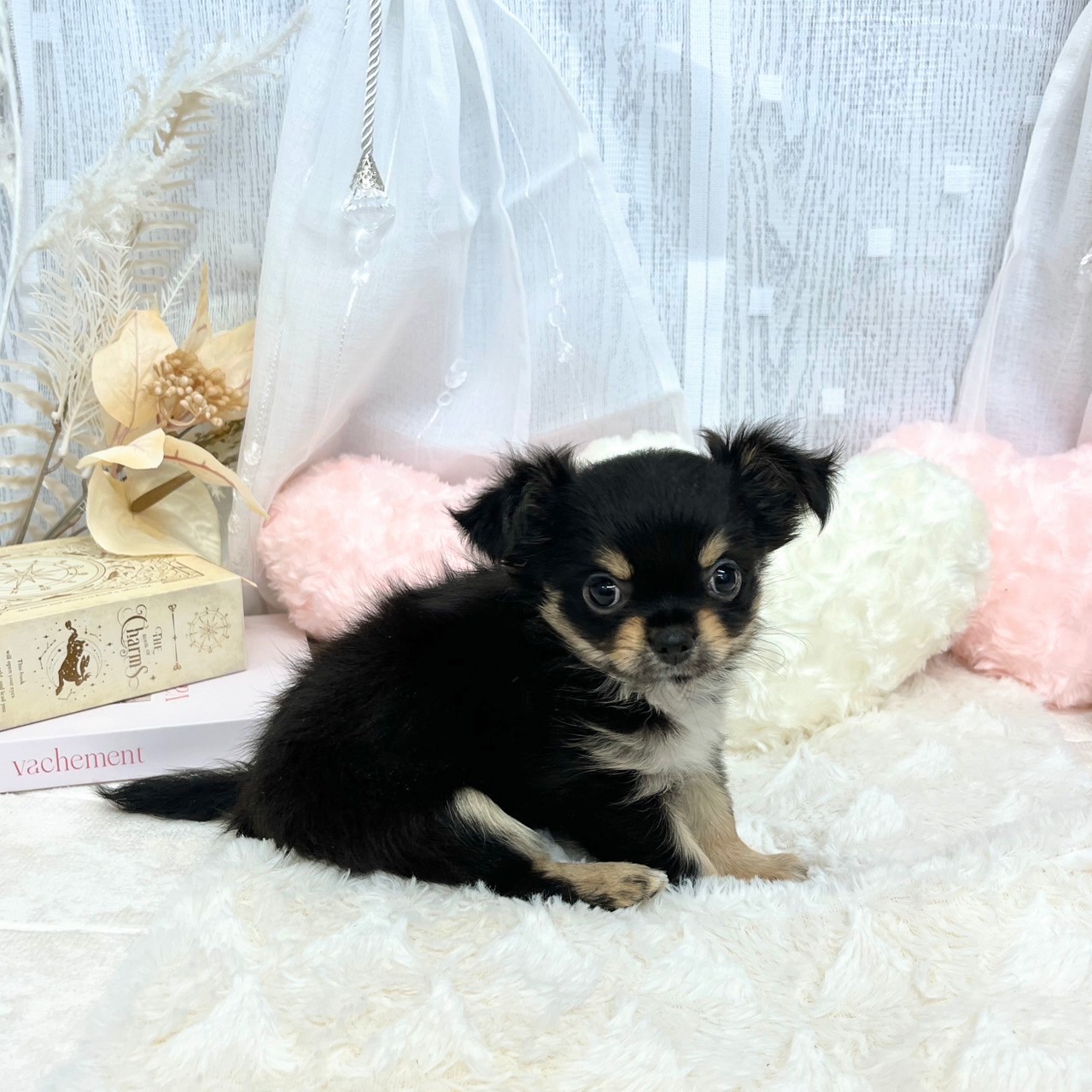 神奈川県のチワワ(ロング) (犬の家＆猫の里相模原店/2025年6月23日生まれ/女の子/ブラックタンホワイト)の子犬の3枚目の画像
