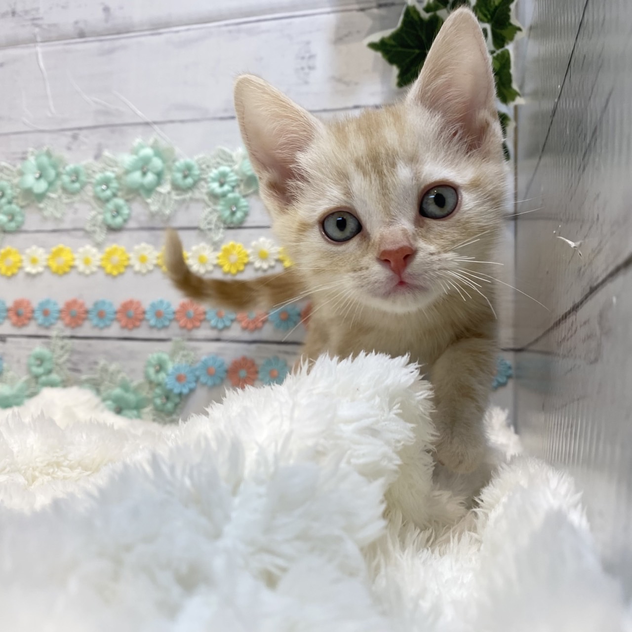 長野県のアメリカンショートヘアー (犬の家＆猫の里カインズ梓川店/2025年6月24日生まれ/男の子/レッドタビー)の子猫の3枚目の画像