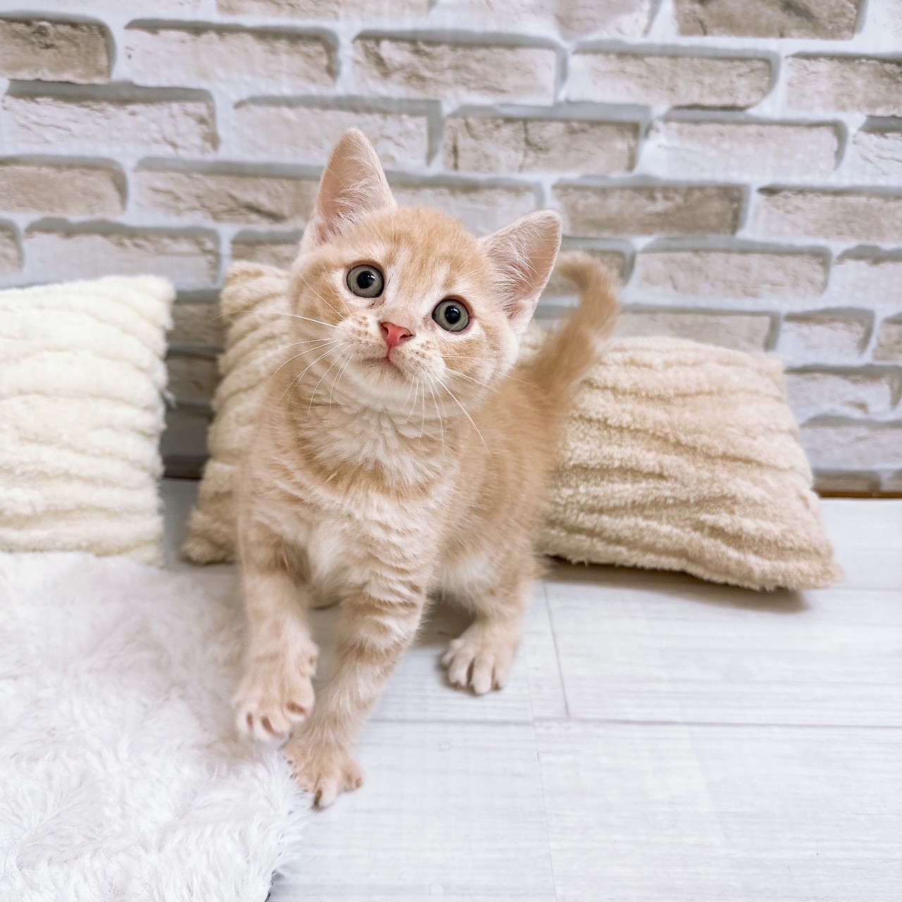 神奈川県のマンチカン (犬の家＆猫の里モザイクモール港北店/2025年6月24日生まれ/男の子/クリームタビー)の子猫の3枚目の画像