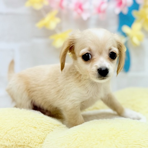 静岡県のチワックス(チワワ×ダックス) (犬の家＆猫の里プレ葉ウォーク浜北店/2025年6月20日生まれ/男の子/イエロー)の子犬の3枚目の画像
