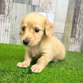 静岡県のカニンヘンダックスフンド(ロング) (犬の家＆猫の里マークイズ静岡店/2025年6月24日生まれ/男の子/イエロー)の子犬の3枚目の画像