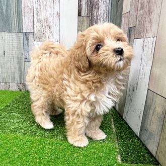 静岡県のマルプー(マルチーズ×プードル) (犬の家＆猫の里マークイズ静岡店/2025年6月23日生まれ/女の子/アプリコット)の子犬の1枚目の画像