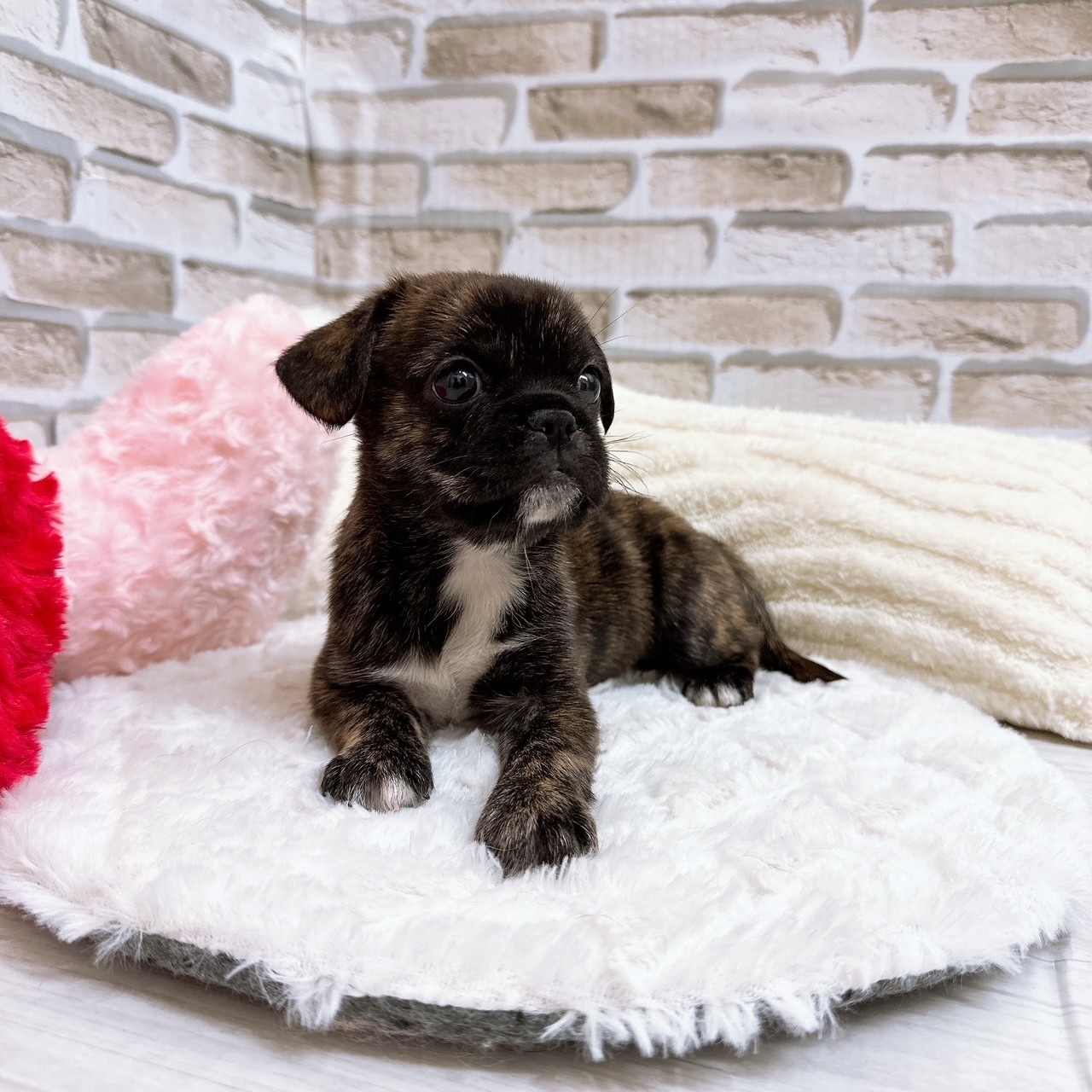 神奈川県のハーフ犬・ミックス犬 (犬の家＆猫の里モザイクモール港北店/2025年6月24日生まれ/女の子/ブリンドルホワイト)の子犬の3枚目の画像