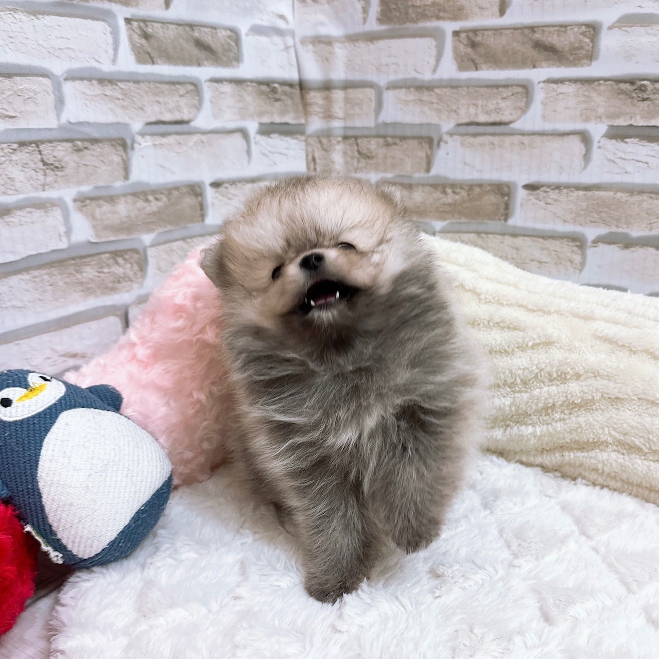 神奈川県のポメチワ/チワポメ/ポメチー(ポメラニアン×チワワ) (犬の家＆猫の里モザイクモール港北店/2025年6月23日生まれ/女の子/クリームセーブル)の子犬の3枚目の画像