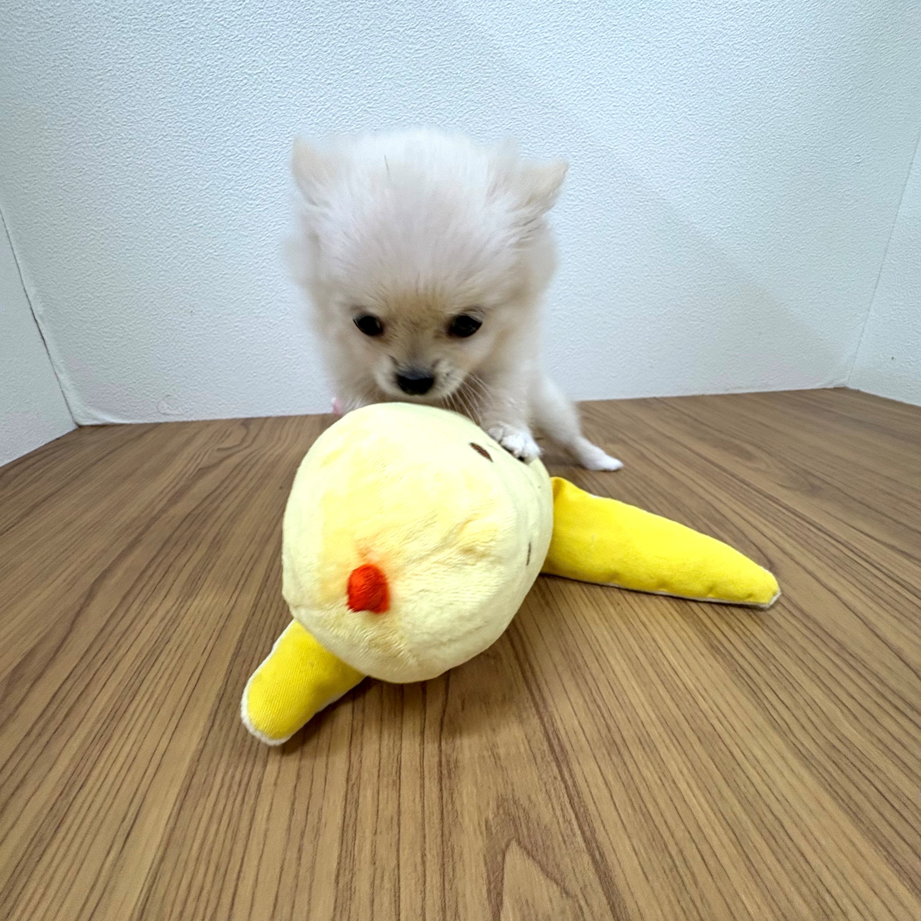 福岡県のポメチワ/チワポメ/ポメチー(ポメラニアン×チワワ) (犬の家＆猫の里トリアス久山店/2025年6月24日生まれ/女の子/クリーム)の子犬の3枚目の画像