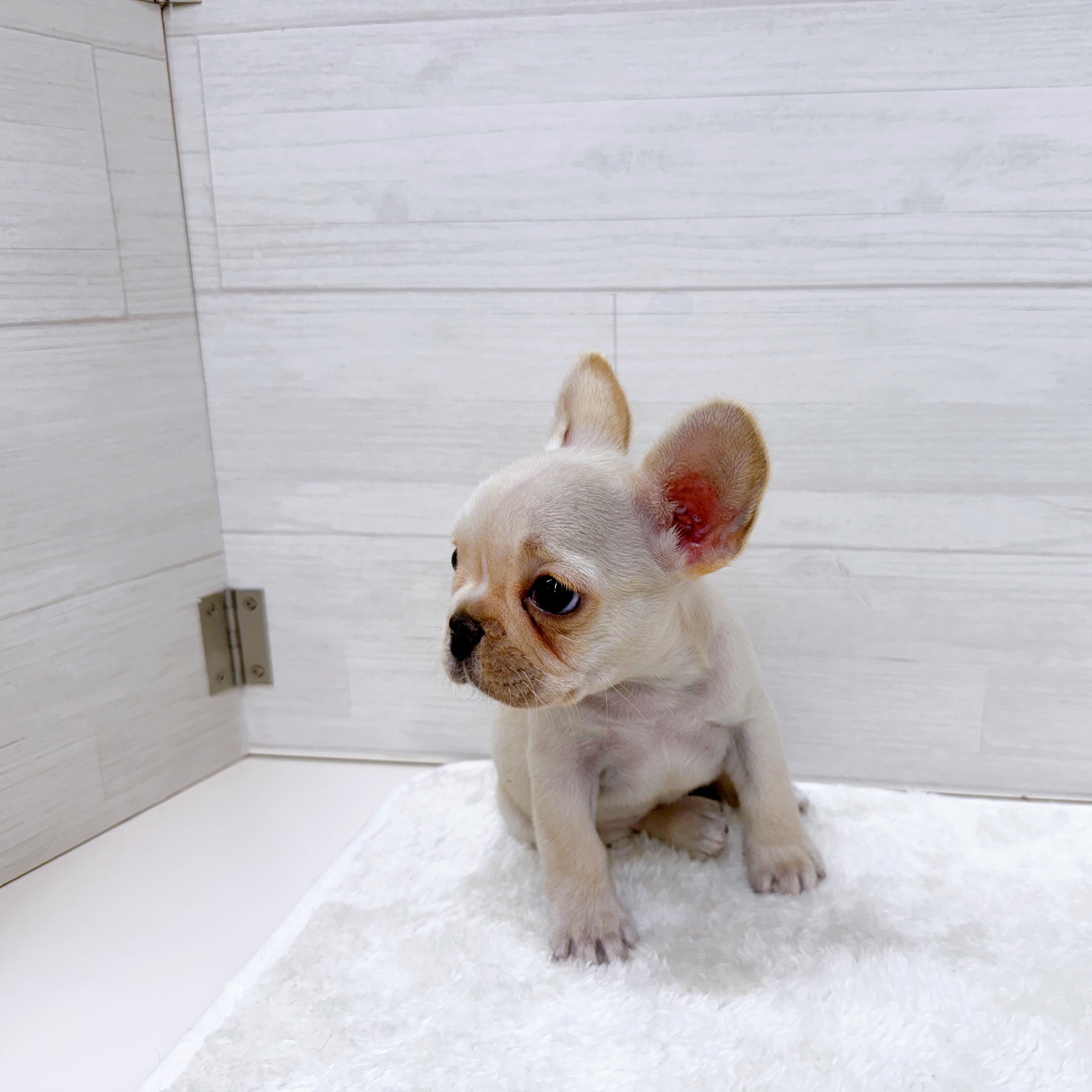 石川県のフレンチブルドッグ (犬の家＆猫の里アミーゴ金沢おこばた店/2025年6月21日生まれ/女の子/クリーム)の子犬の3枚目の画像