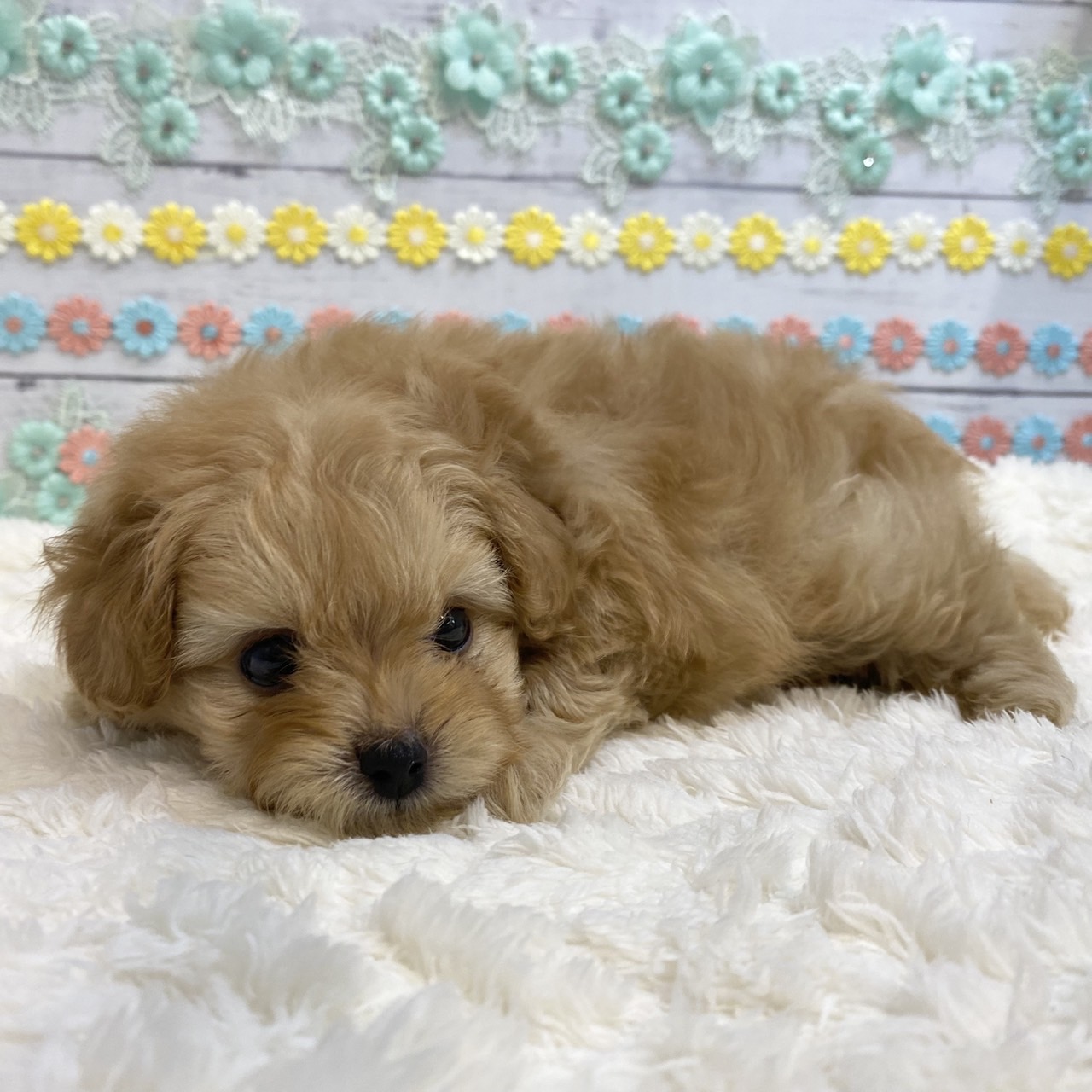 長野県のポメプー(ポメラニアン×プードル) (犬の家＆猫の里カインズ梓川店/2025年6月21日生まれ/男の子/アプリコット)の子犬の1枚目の画像