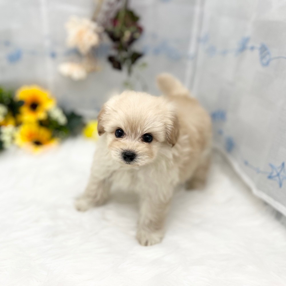 静岡県のポメプー(ポメラニアン×プードル) (犬の家＆猫の里MEGAドン・キホーテ袋井店/2025年6月21日生まれ/男の子/アプリコット)の子犬の3枚目の画像