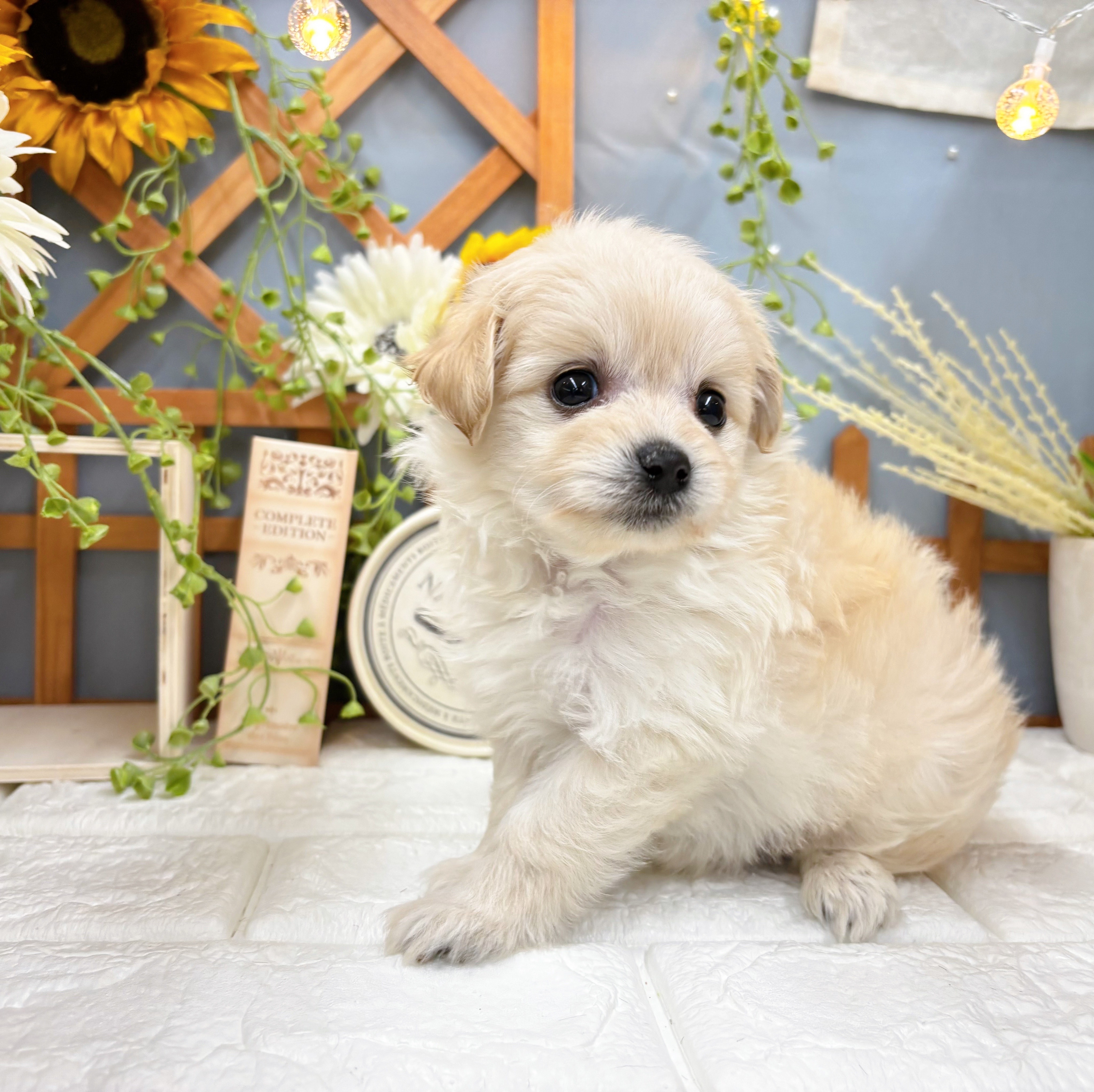 千葉県のポメプー(ポメラニアン×プードル) (犬の家＆猫の里ワンズモール稲毛店/2025年6月21日生まれ/女の子/アプリコット)の子犬の3枚目の画像