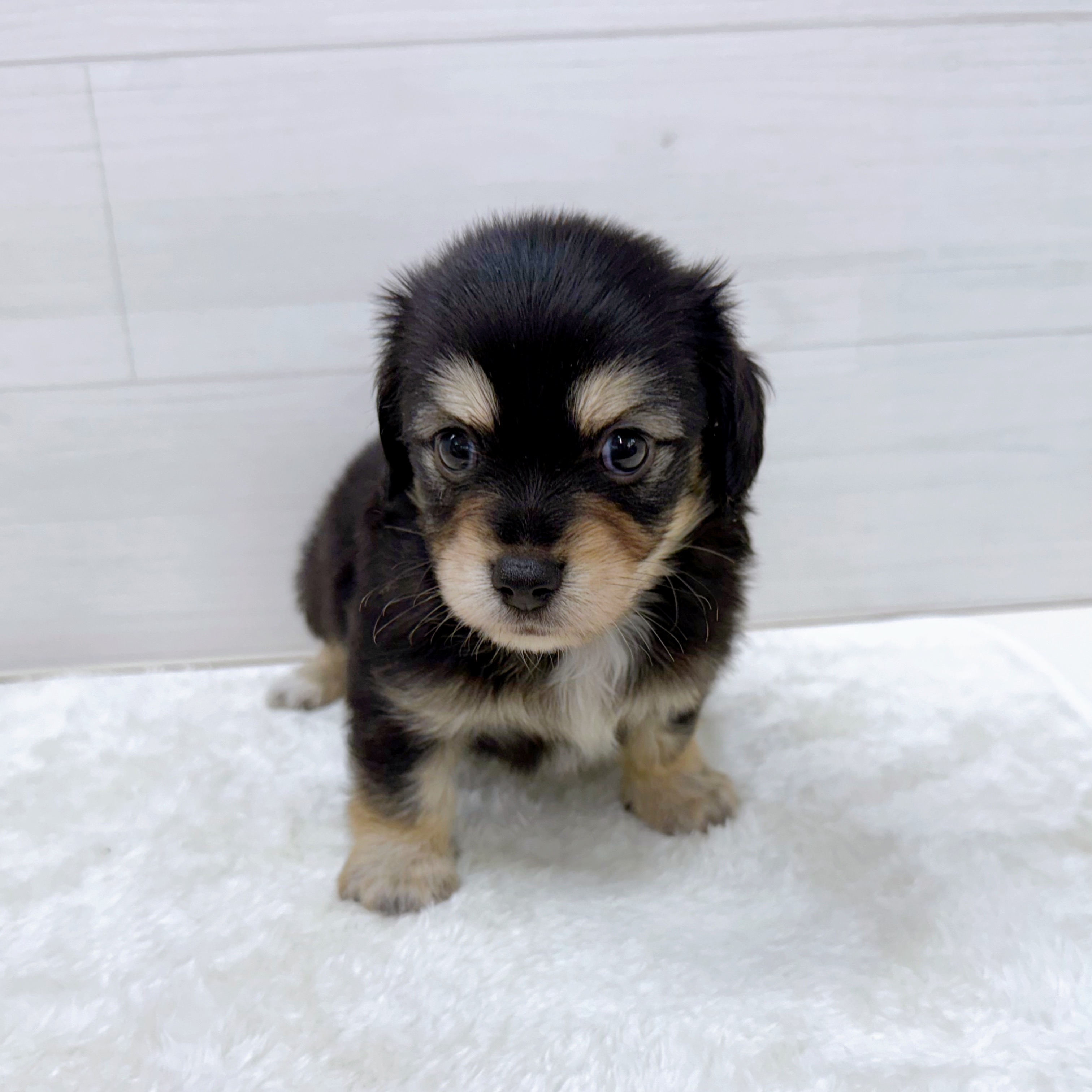 石川県のチワックス(チワワ×ダックス) (犬の家＆猫の里アミーゴ金沢おこばた店/2025年6月24日生まれ/男の子/ブラックイエロー)の子犬の3枚目の画像