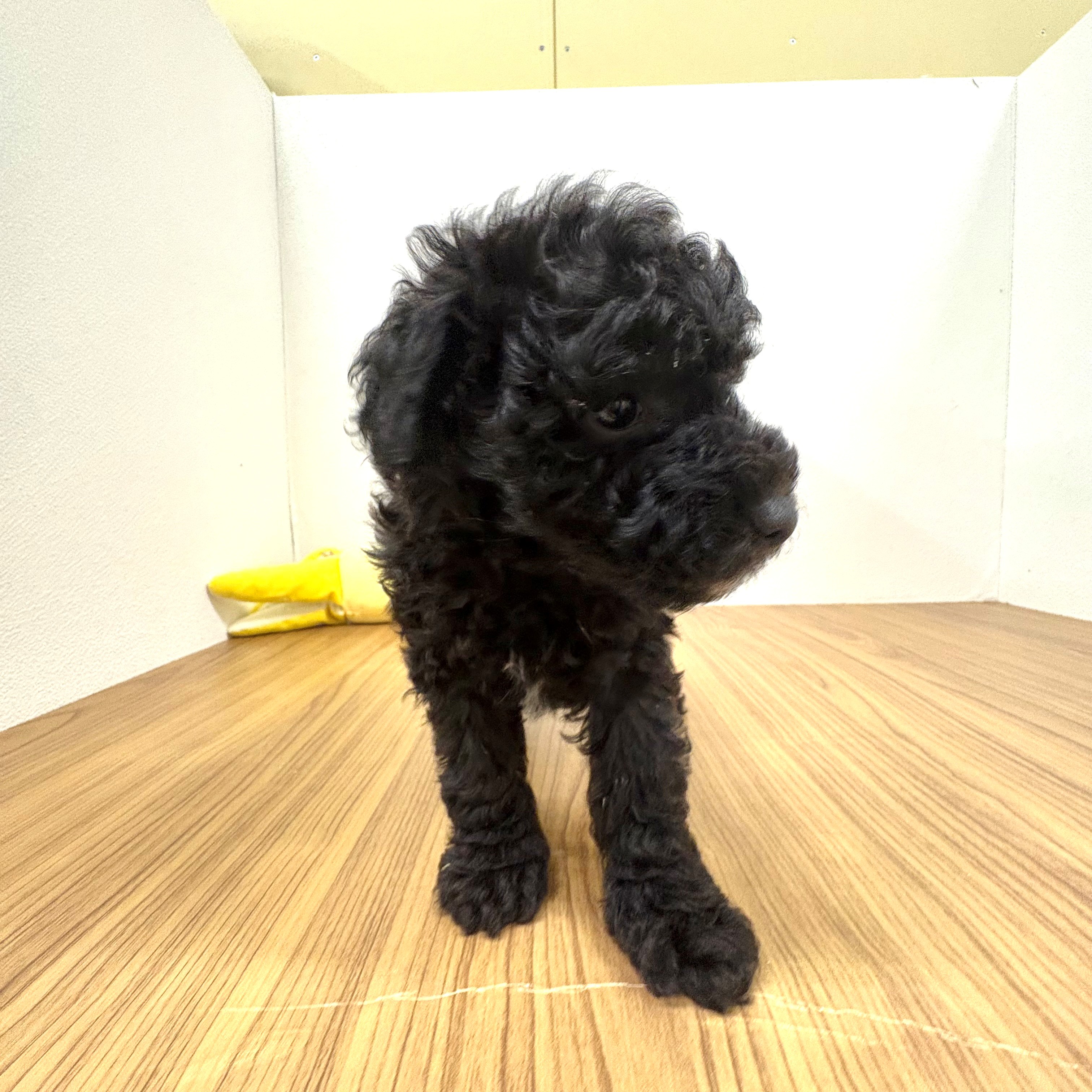 福岡県のトイプードル(トイ) (犬の家＆猫の里トリアス久山店/2025年6月24日生まれ/男の子/ブラック)の子犬の3枚目の画像