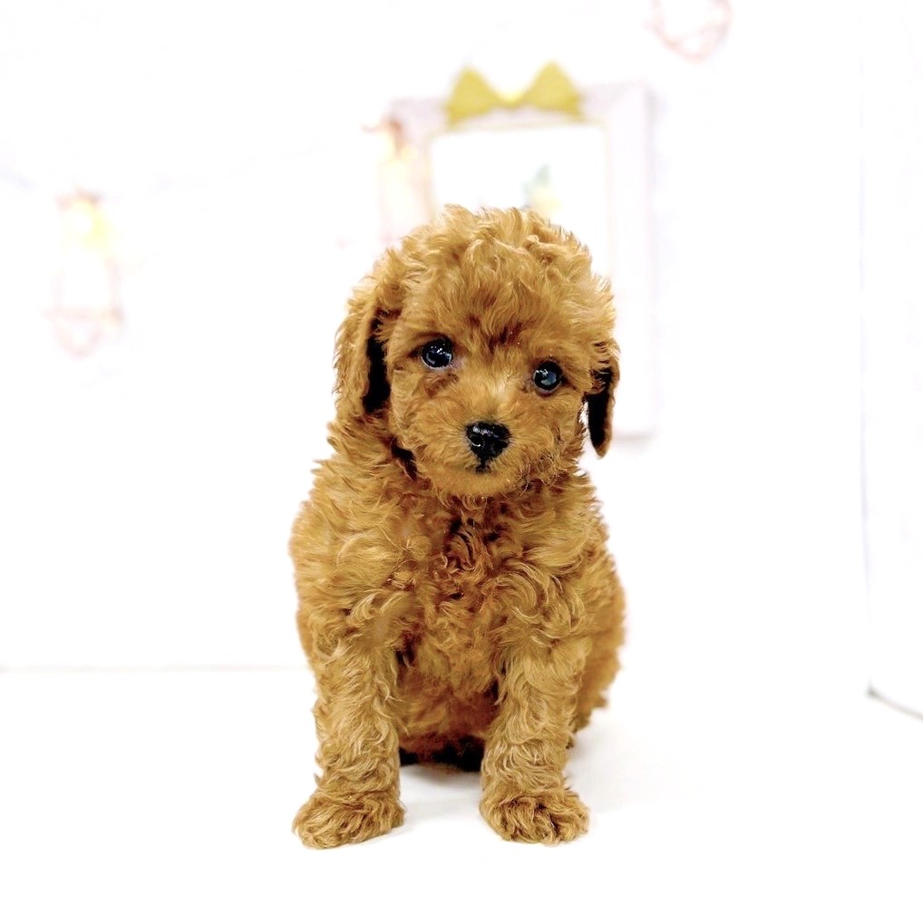 富山県のトイプードル(トイ) (犬の家＆猫の里アミーゴ高岡蓮花寺店/2025年6月22日生まれ/男の子/レッド)の子犬の1枚目の画像