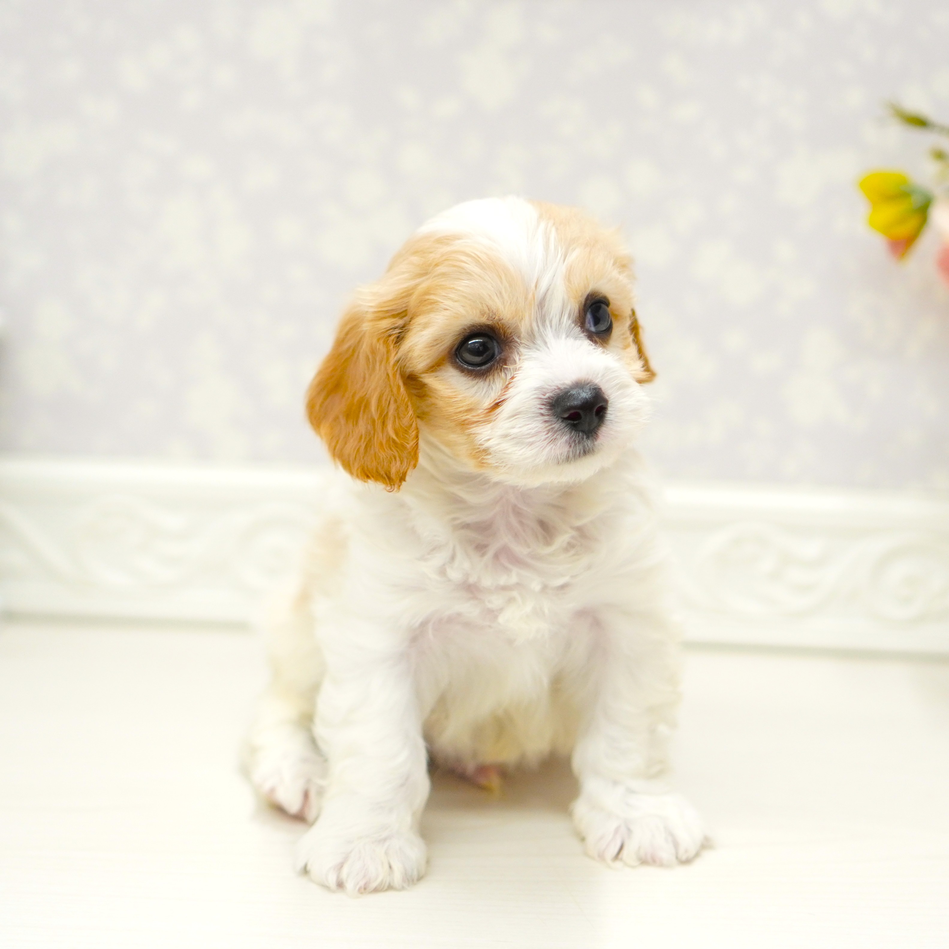 富山県のハーフ犬・ミックス犬 (犬の家＆猫の里アミーゴ山室店/2025年6月24日生まれ/男の子/ブレンハイム)の子犬の3枚目の画像