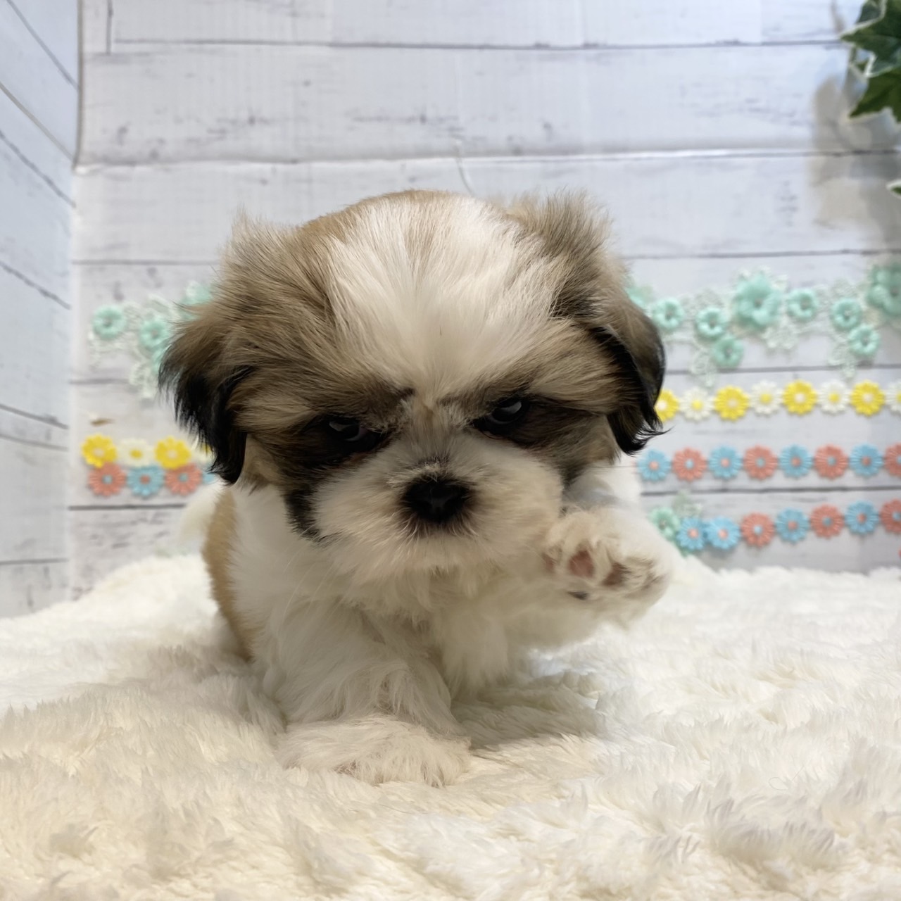 長野県のシーズー (犬の家＆猫の里カインズ梓川店/2025年6月24日生まれ/女の子/ホワイトゴールド)の子犬の3枚目の画像