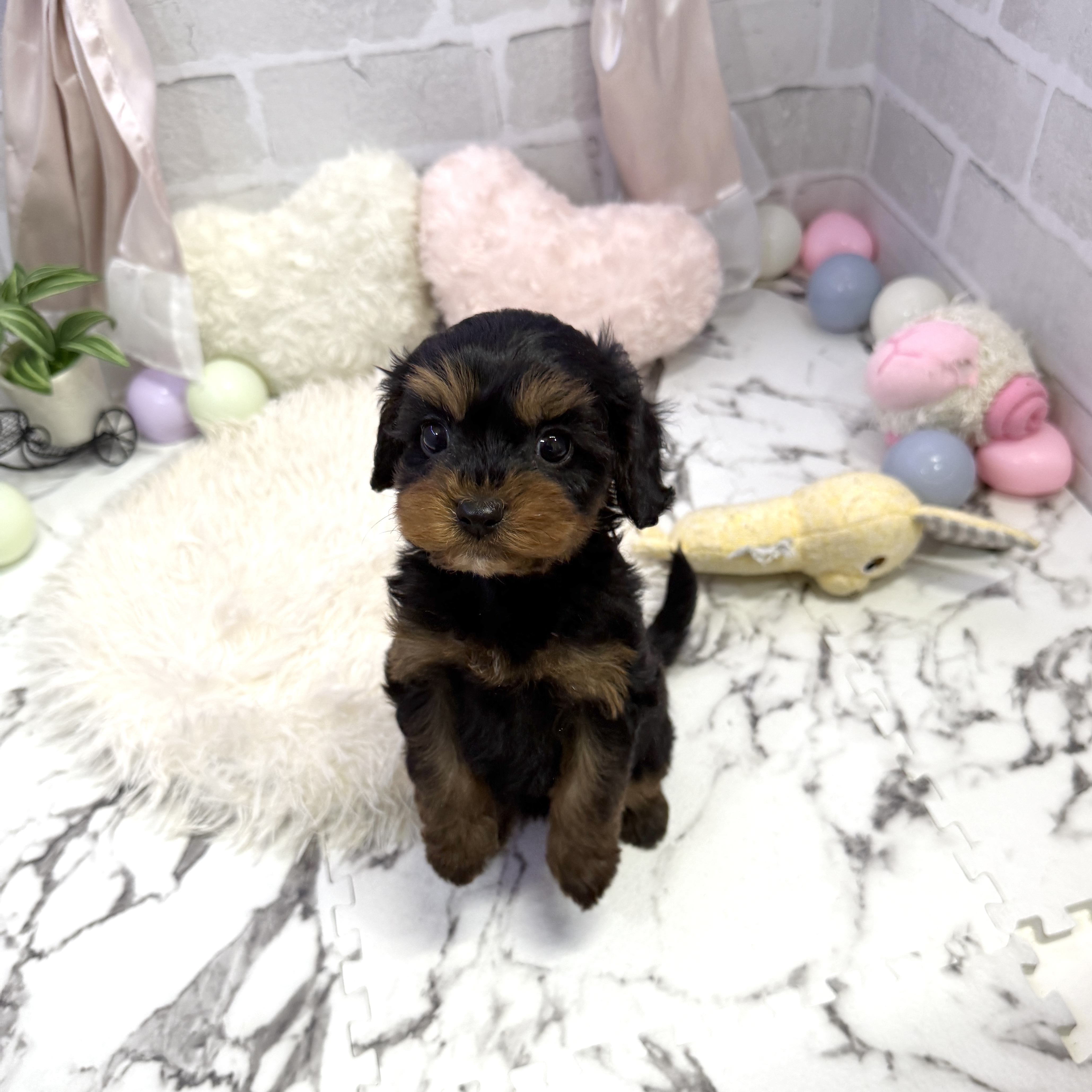 愛知県のキャバプー(キャバリア×プードル) (犬の家＆猫の里岡崎店/2025年6月21日生まれ/男の子/ブラックタン)の子犬の3枚目の画像