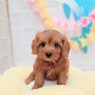 静岡県のキャバプー(キャバリア×プードル) (犬の家＆猫の里プレ葉ウォーク浜北店/2025年6月21日生まれ/女の子/レッド)の子犬の3枚目の画像