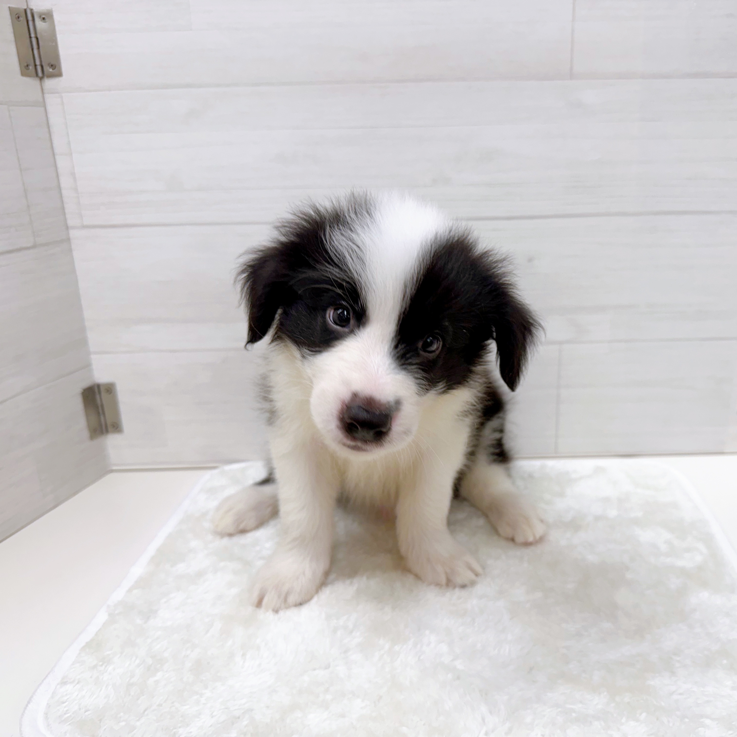 石川県のボーダーコリー (犬の家＆猫の里アミーゴ金沢おこばた店/2025年6月24日生まれ/男の子/ブラックホワイト)の子犬の3枚目の画像