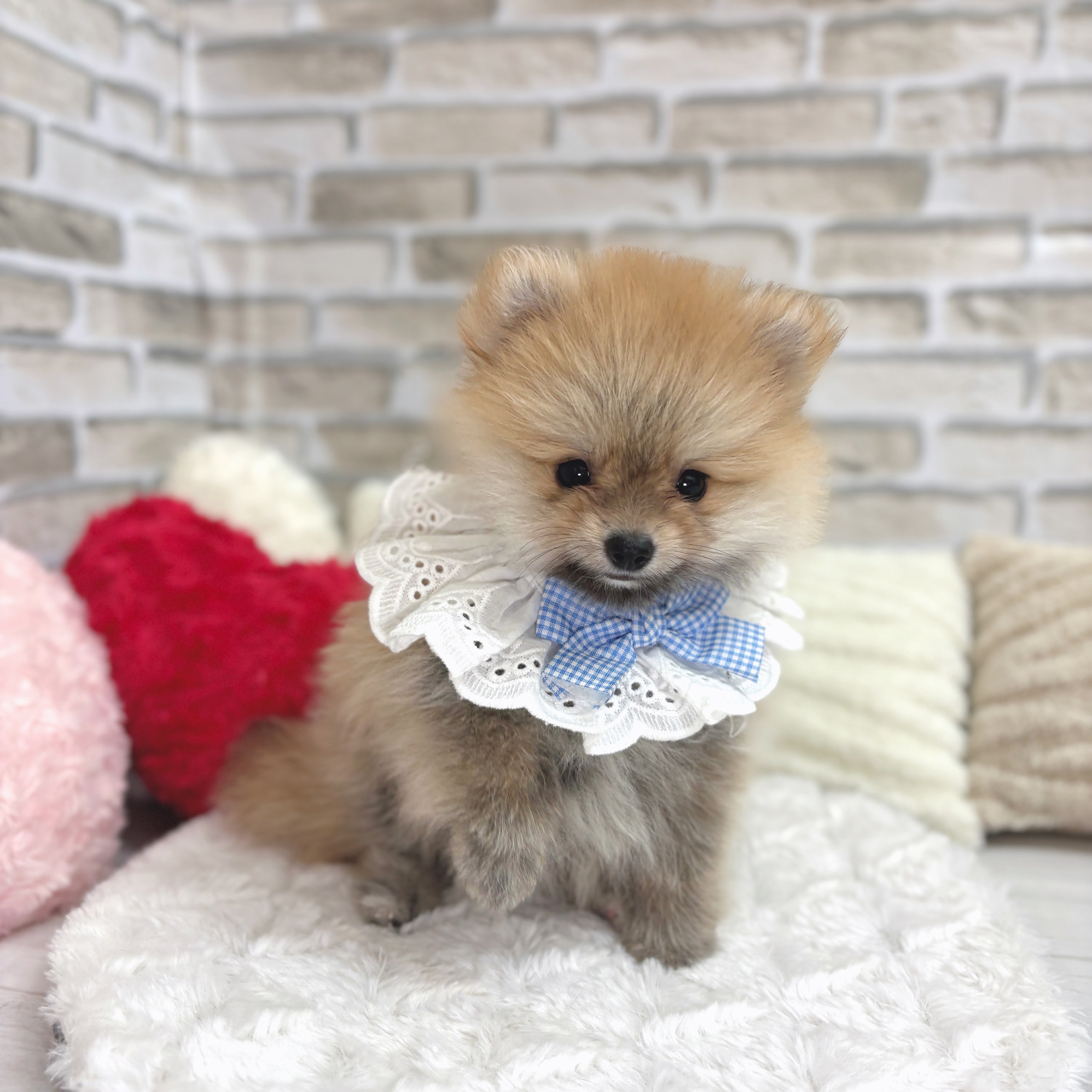神奈川県のポメラニアン (犬の家＆猫の里モザイクモール港北店/2025年6月23日生まれ/男の子/オレンジセーブル)の子犬の3枚目の画像