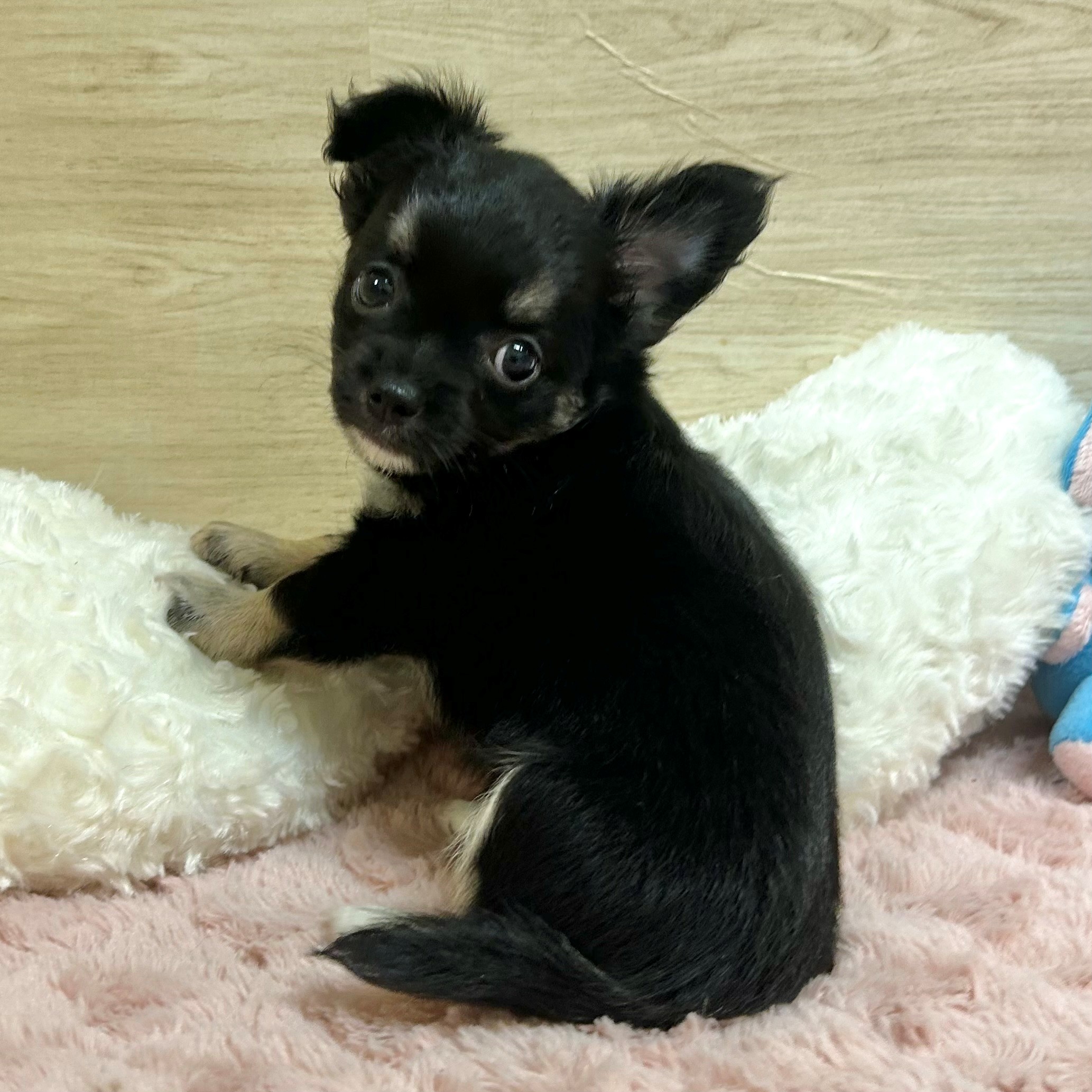 大阪府のチワワ(ロング) (犬の家＆猫の里そよら東岸和田店/2025年6月23日生まれ/女の子/ブラックタンホワイト)の子犬の3枚目の画像