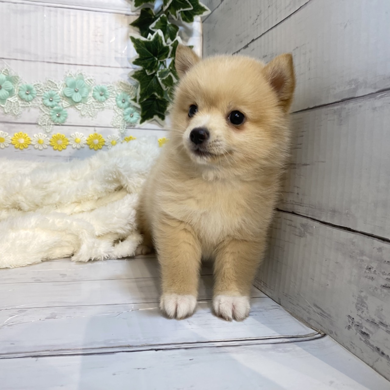 長野県のポメ柴/豆ポメ/ポメ豆柴(ポメラニアン×柴犬) (犬の家＆猫の里カインズ梓川店/2025年6月23日生まれ/女の子/オレンジホワイト)の子犬の3枚目の画像