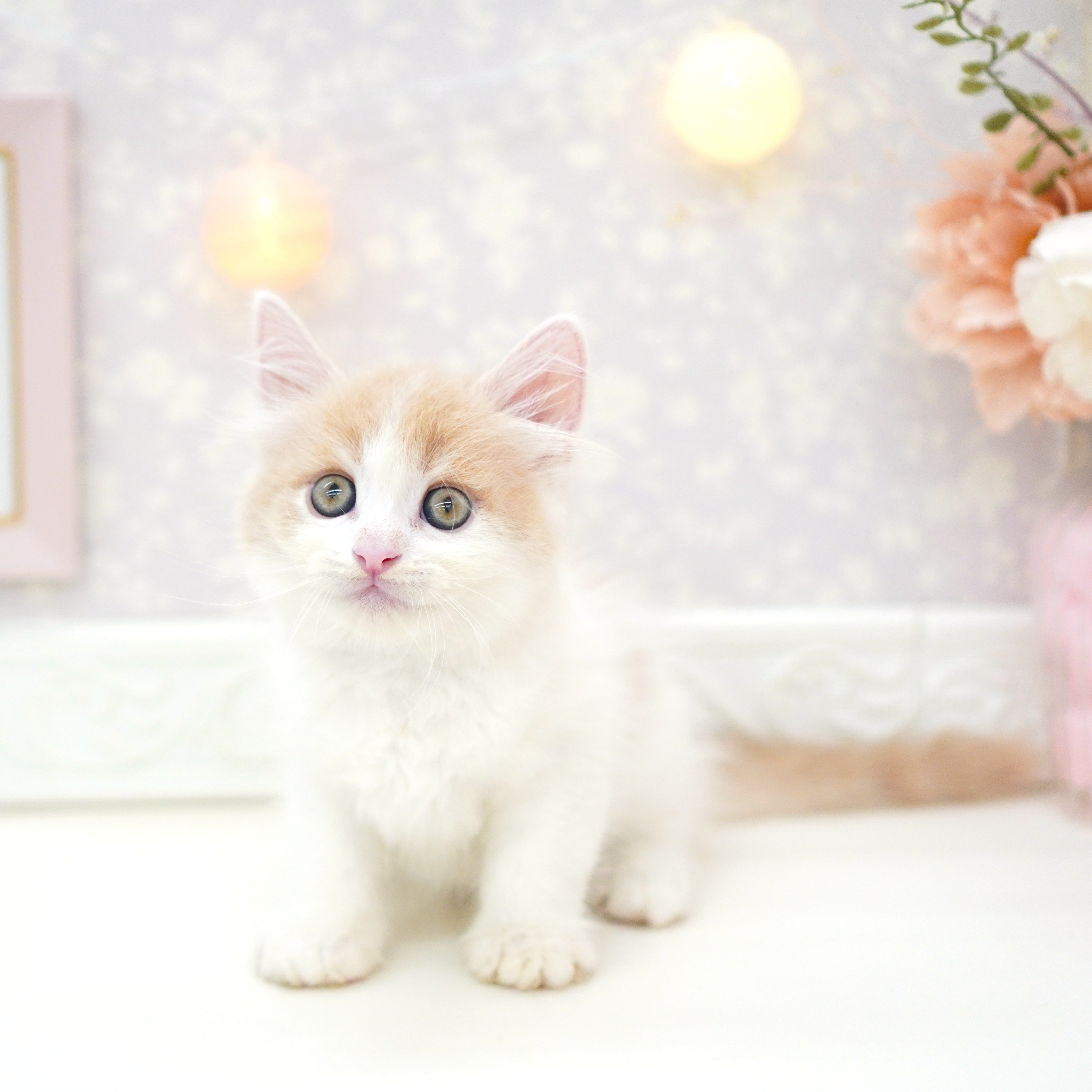 富山県のマンチカン (犬の家＆猫の里富山店/2025年6月19日生まれ/男の子/クリームタビーホワイト)の子猫の3枚目の画像