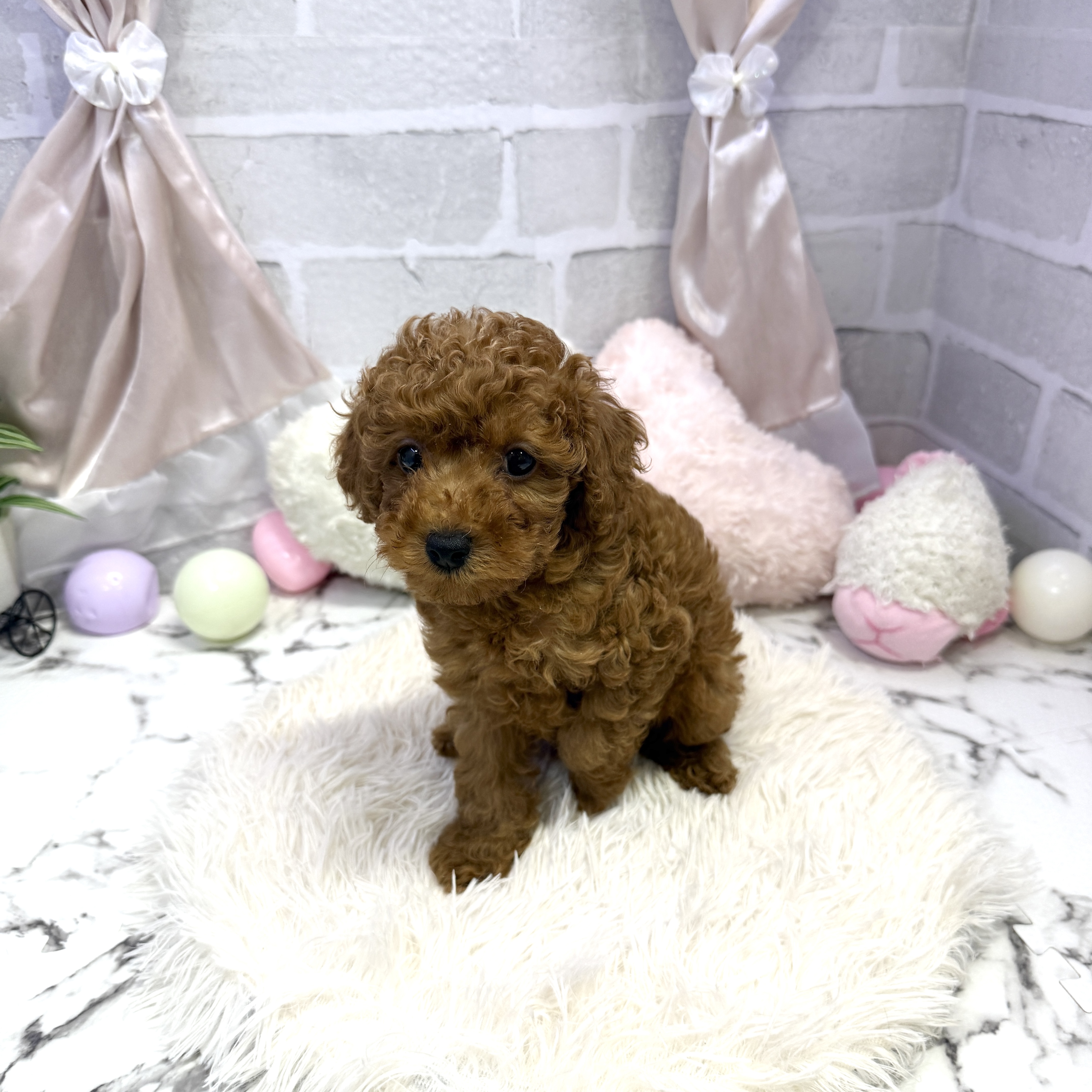 愛知県のトイプードル(トイ) (犬の家＆猫の里岡崎店/2025年6月22日生まれ/男の子/レッド)の子犬の3枚目の画像