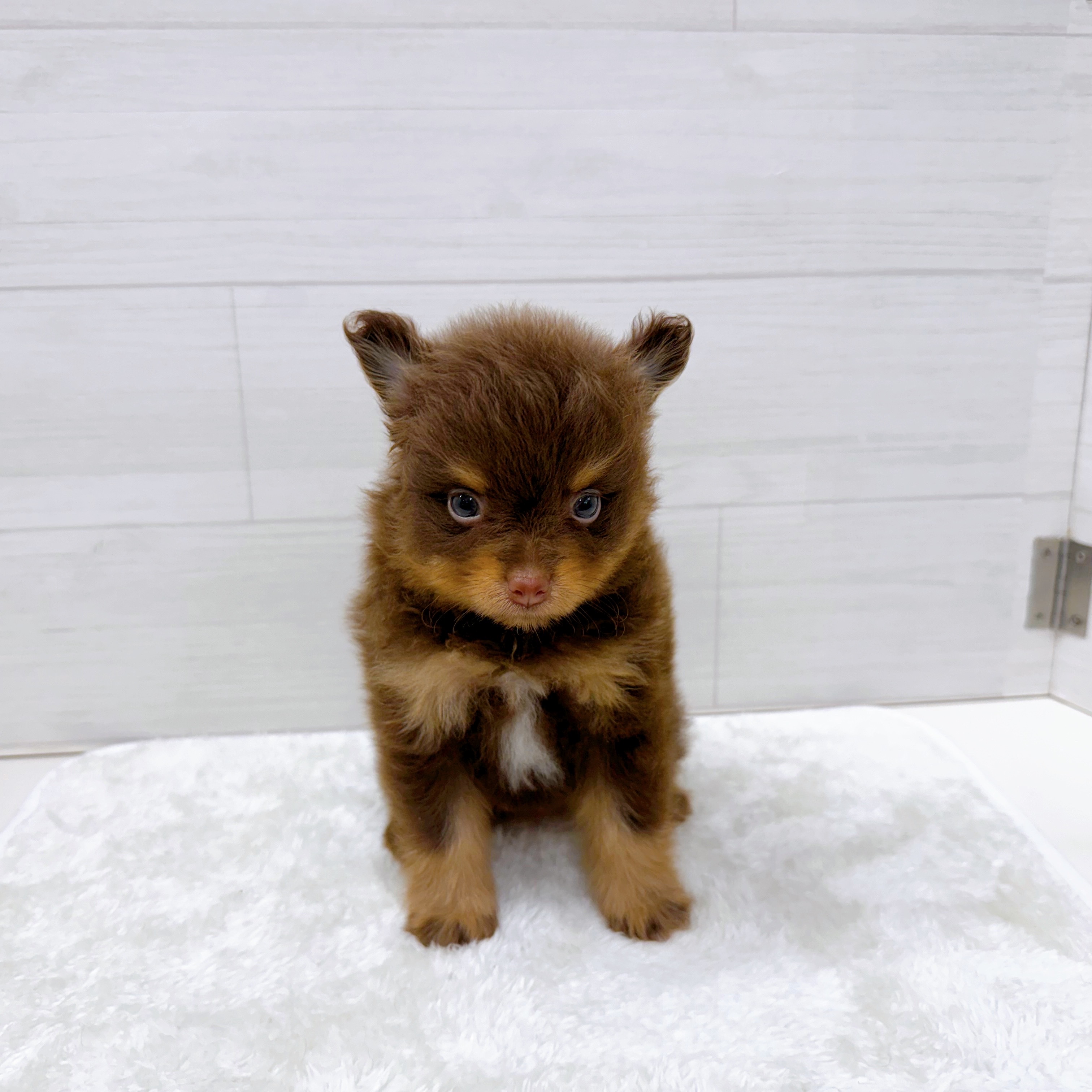 石川県のポメラニアン (犬の家＆猫の里アミーゴ金沢おこばた店/2025年6月23日生まれ/女の子/チョコレートタンホワイト)の子犬の3枚目の画像