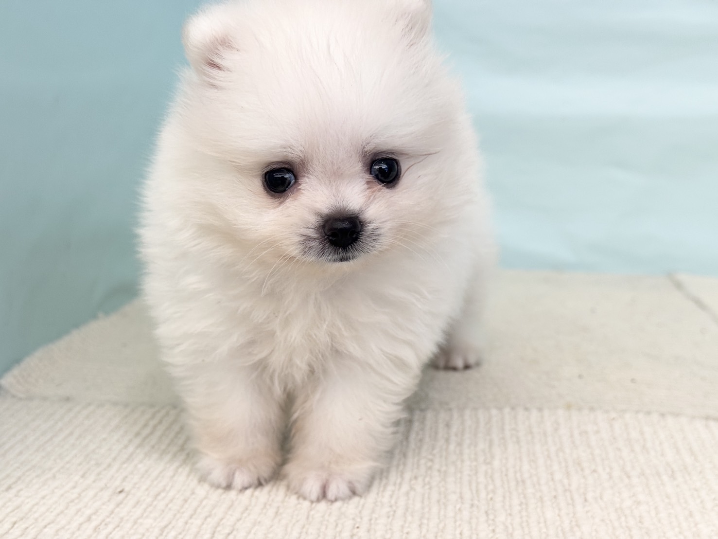 愛知県のポメラニアン (犬の家＆猫の里春日井本店/2025年6月24日生まれ/男の子/ホワイト)の子犬の3枚目の画像