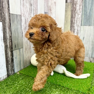 静岡県のトイプードル(トイ) (犬の家＆猫の里マークイズ静岡店/2025年6月19日生まれ/女の子/レッド)の子犬の3枚目の画像