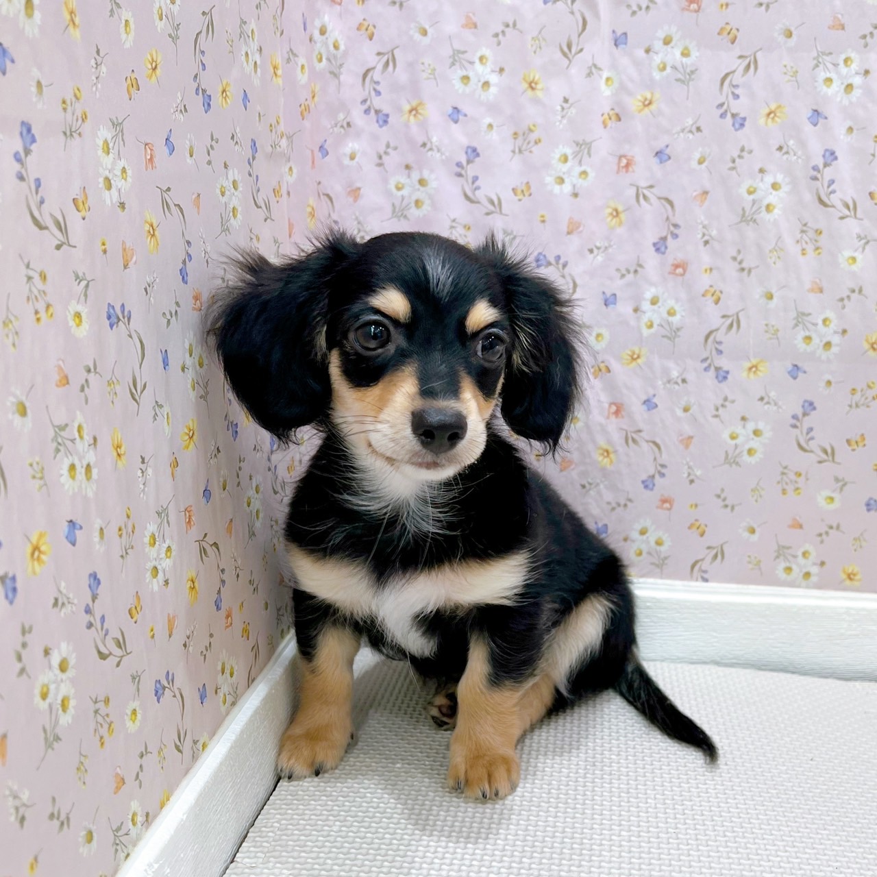 金沢市(石川県)のチワックス(チワワ×ダックス)の子犬を価格や