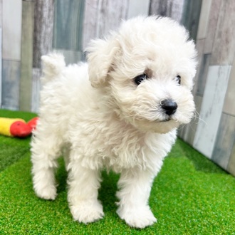 静岡県のビションプー(ビションフリーゼ×プードル) (犬の家＆猫の里マークイズ静岡店/2025年6月24日生まれ/男の子/ホワイト)の子犬の3枚目の画像